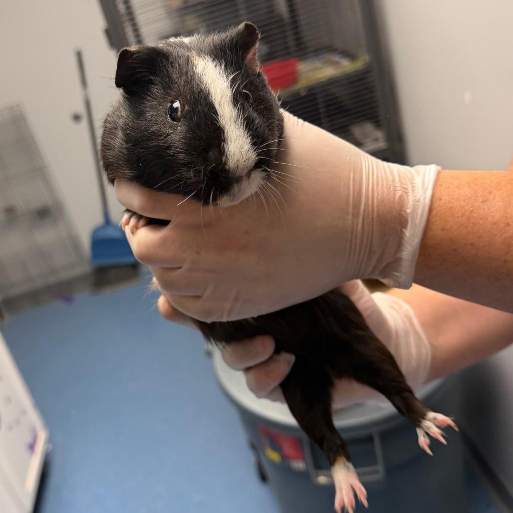 Jude, a Adoptable Guinea Pig in Watertown, NY image 3/3