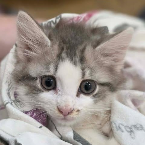 Enlarge Marilyn Monroe, a Adopted mixed breed in Johnson City, TN image 3/5