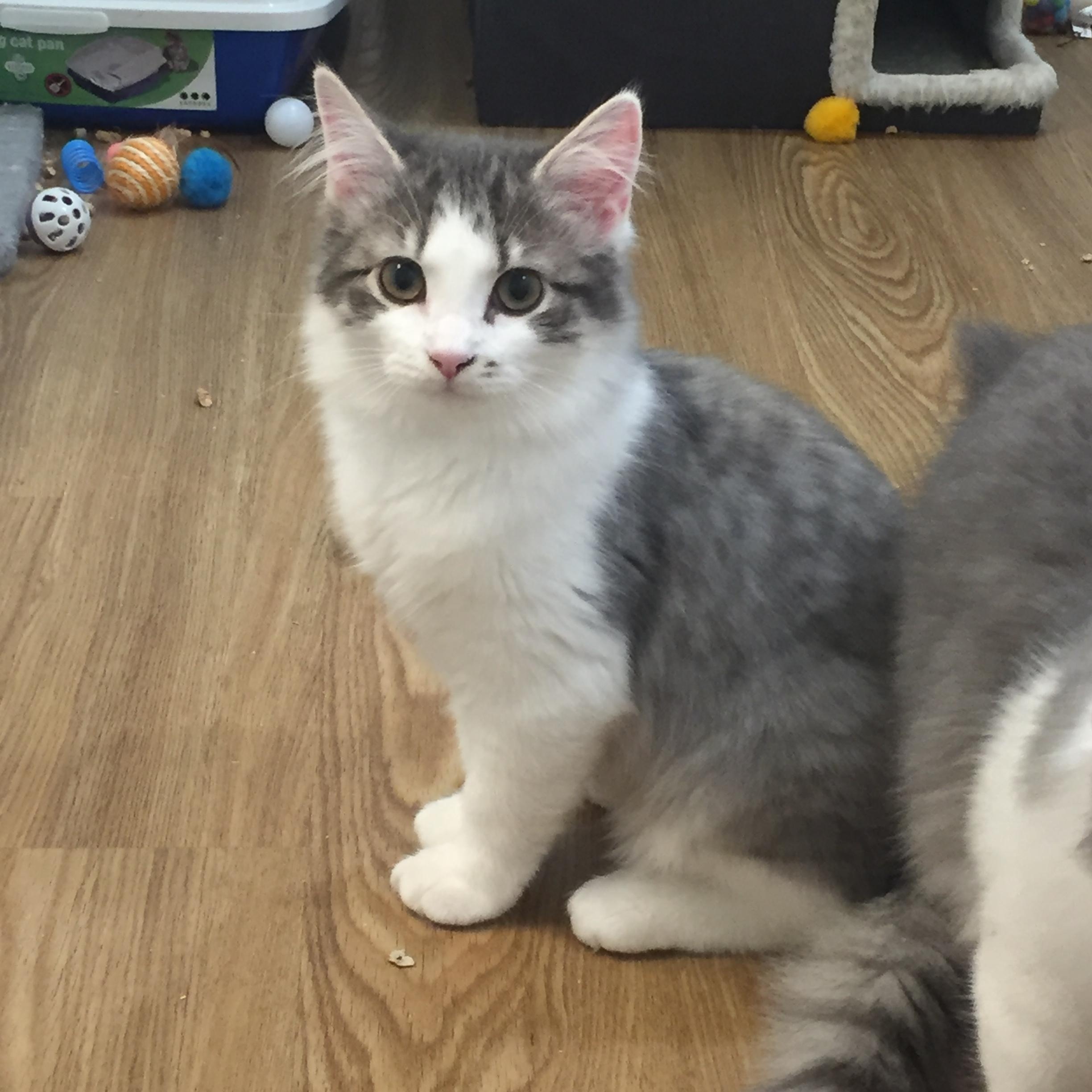 Marilyn Monroe, Adopted, Kitten Female Domestic Long Hair & Tabby.