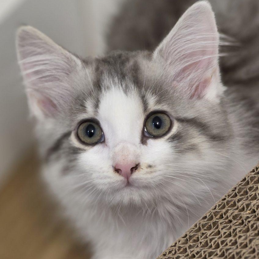 Enlarge Marilyn Monroe, a Adopted mixed breed in Johnson City, TN image 2/5