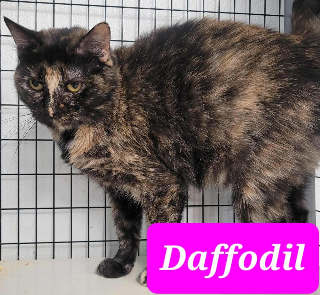 Daffodil, a Adoptable mixed breed in Republic, MO image 1/4