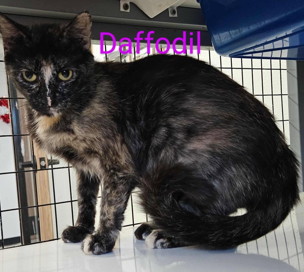 Daffodil, a Adoptable mixed breed in Republic, MO image 3/4