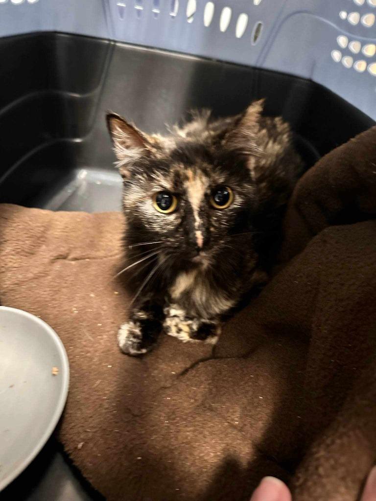 Daffodil, a Adoptable mixed breed in Republic, MO image 4/4