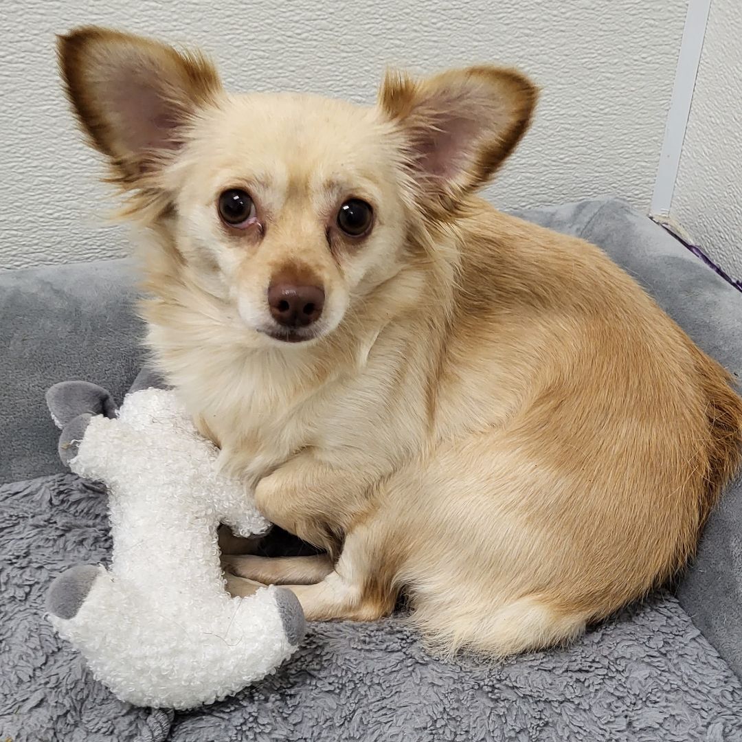 Enlarge Blondie, a Adoptable Chihuahua in Anna, IL image 8/10