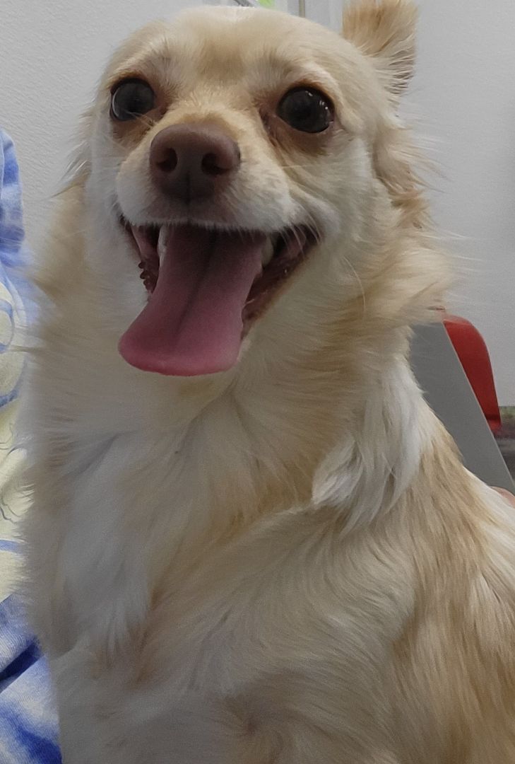 Enlarge Blondie, a Adoptable Chihuahua in Anna, IL image 7/10