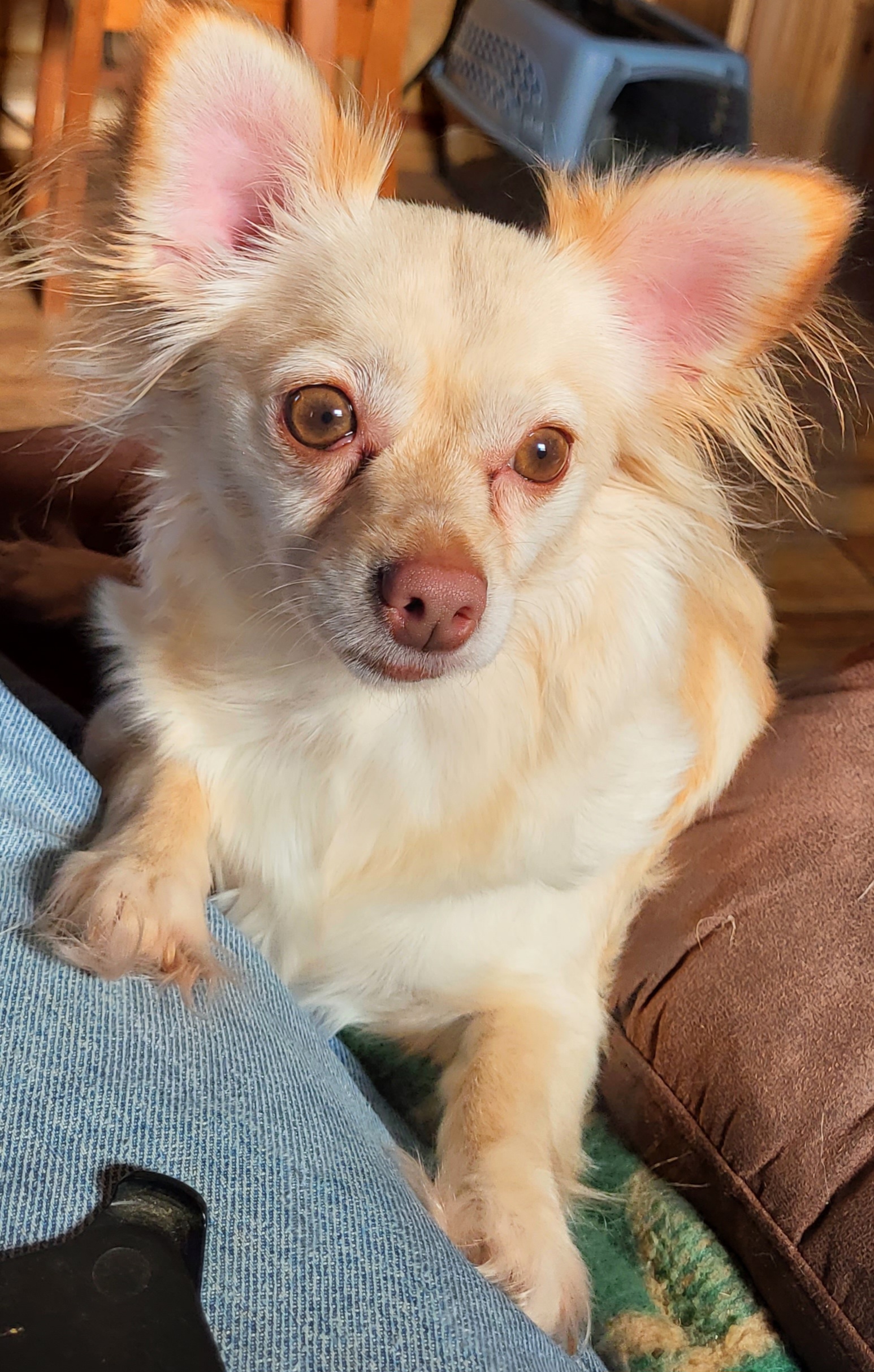 Blondie, a Adoptable Chihuahua in Anna, IL image 6/10