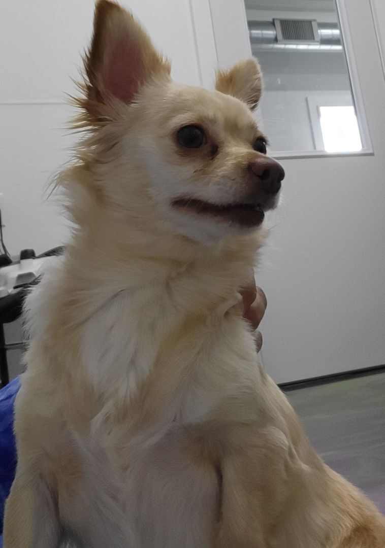 Enlarge Blondie, a Adoptable Chihuahua in Anna, IL image 9/10