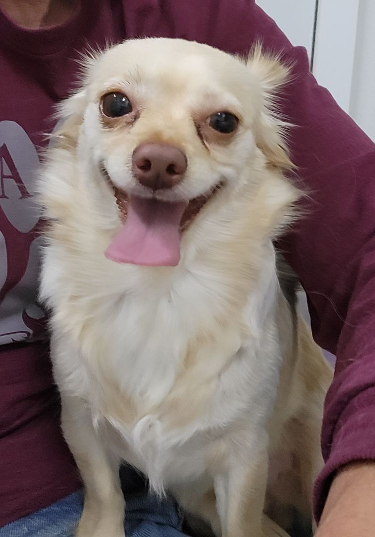 Enlarge Blondie, a Adoptable Chihuahua in Anna, IL image 10/10