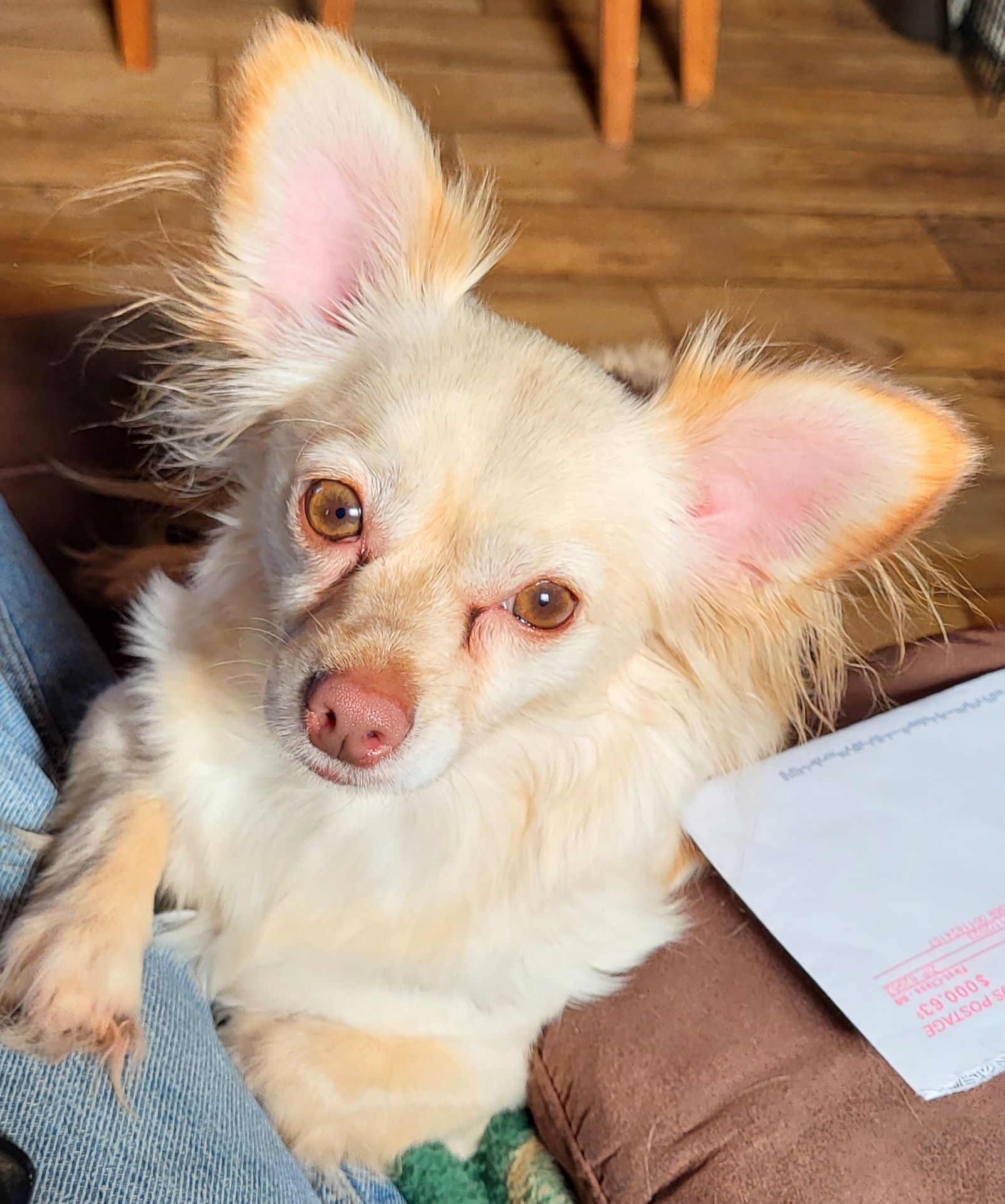 Blondie, Adoptable, Adult Female Chihuahua.