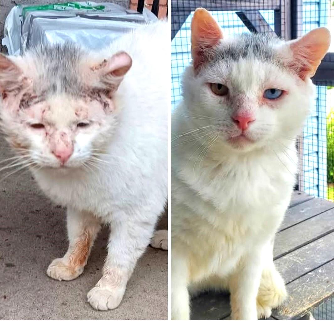 Sugar Ray, a Adoptable Domestic Short Hair in Lansdowne, PA image 1/4