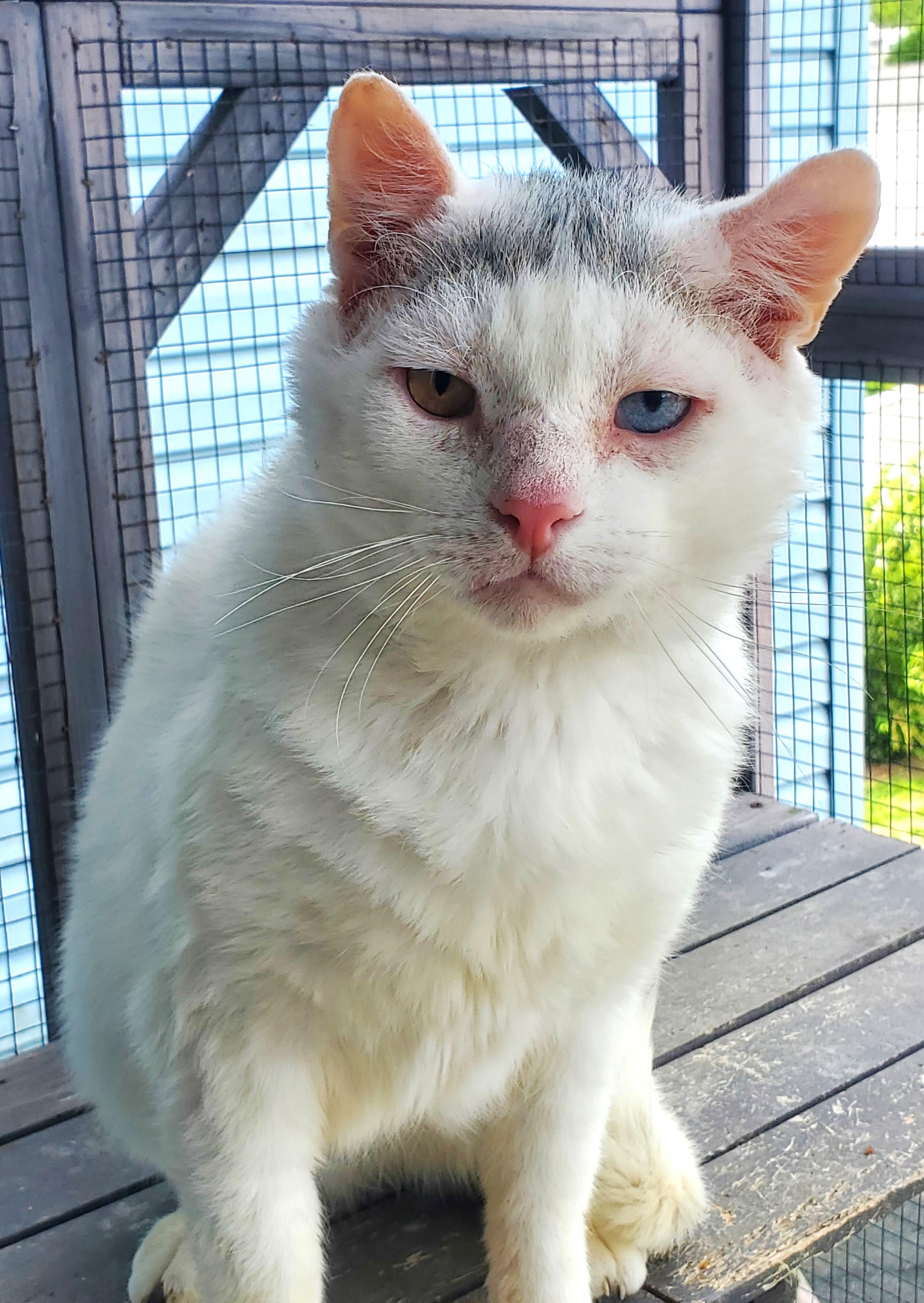 Sugar Ray, a Adoptable Domestic Short Hair in Lansdowne, PA image 2/4