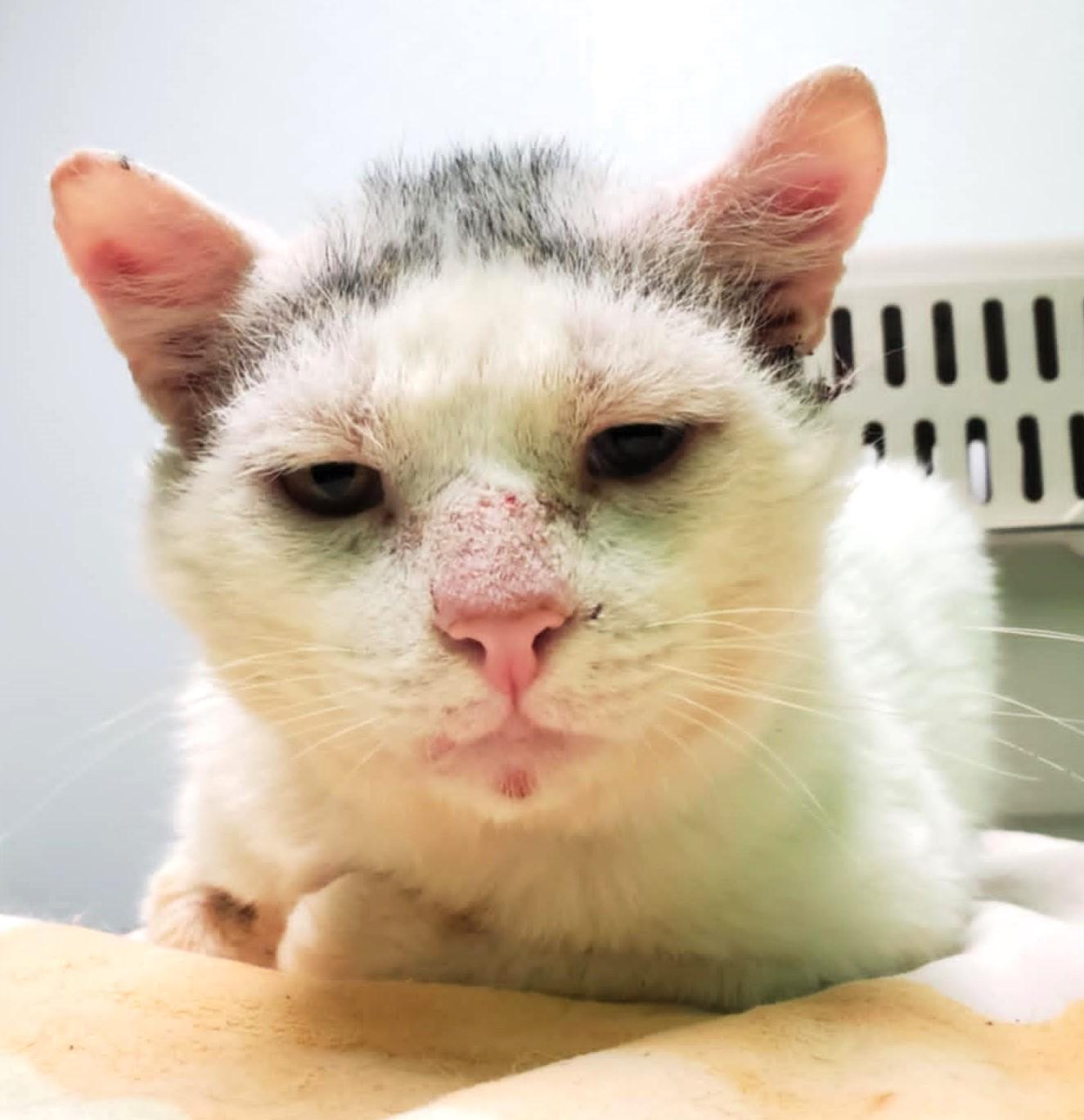 Sugar Ray, a Adoptable Domestic Short Hair in Lansdowne, PA image 3/4