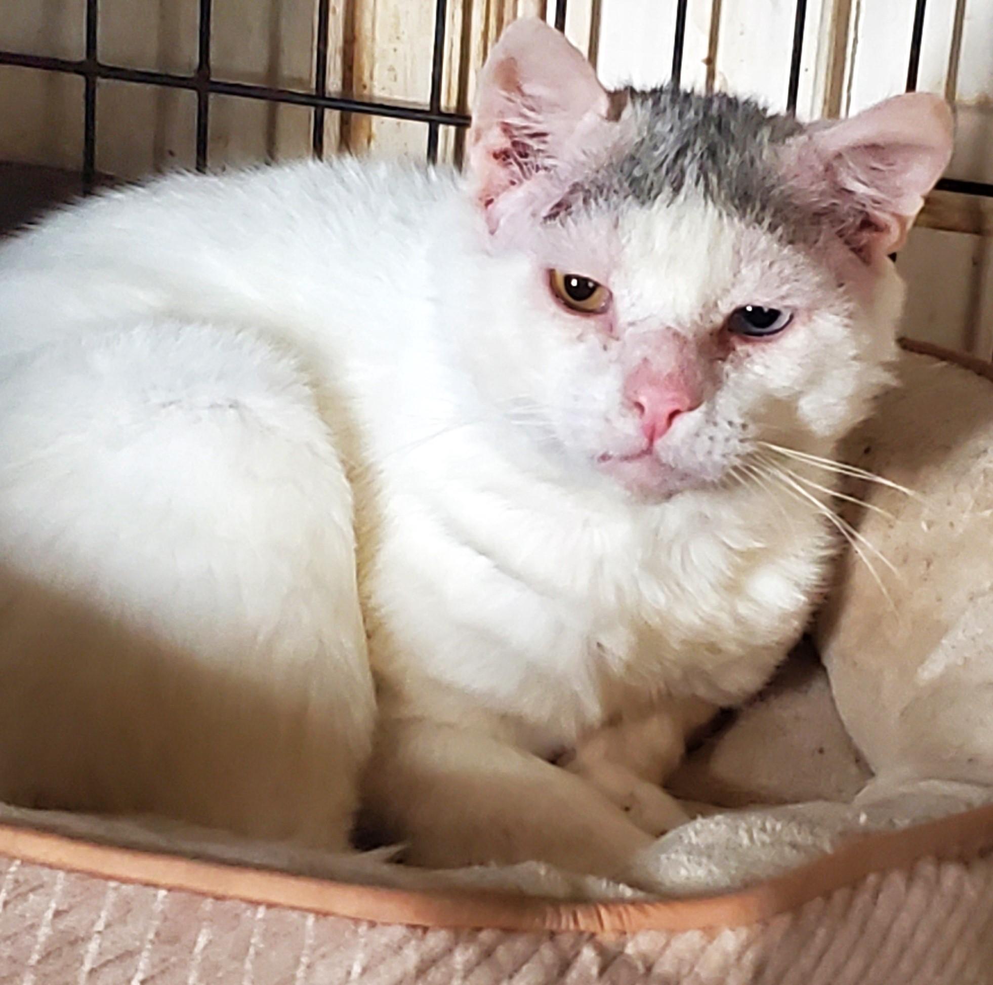 Sugar Ray, a Adoptable Domestic Short Hair in Lansdowne, PA image 4/4