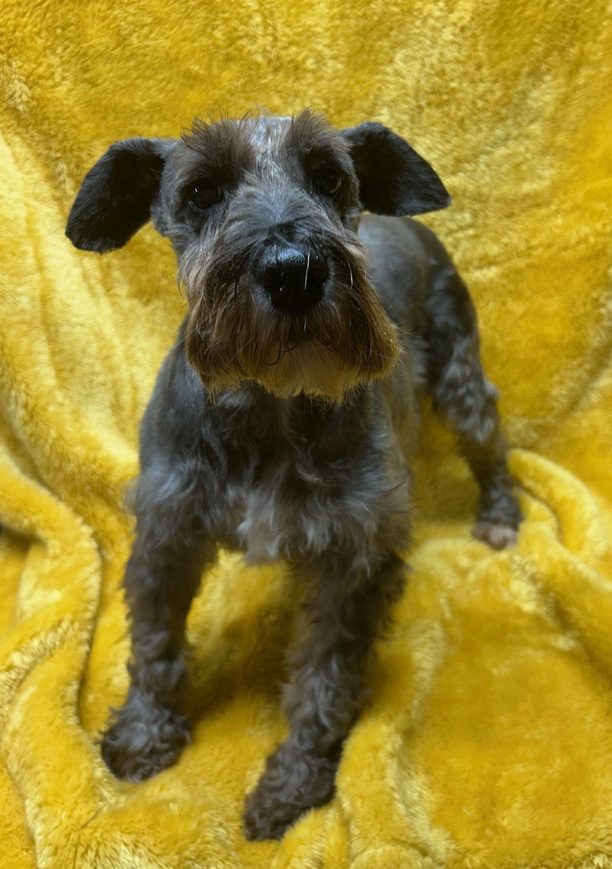 MILLIE (ohiosdrescue@gmail.com), ADOPTABLE, Adult Female Schnauzer.