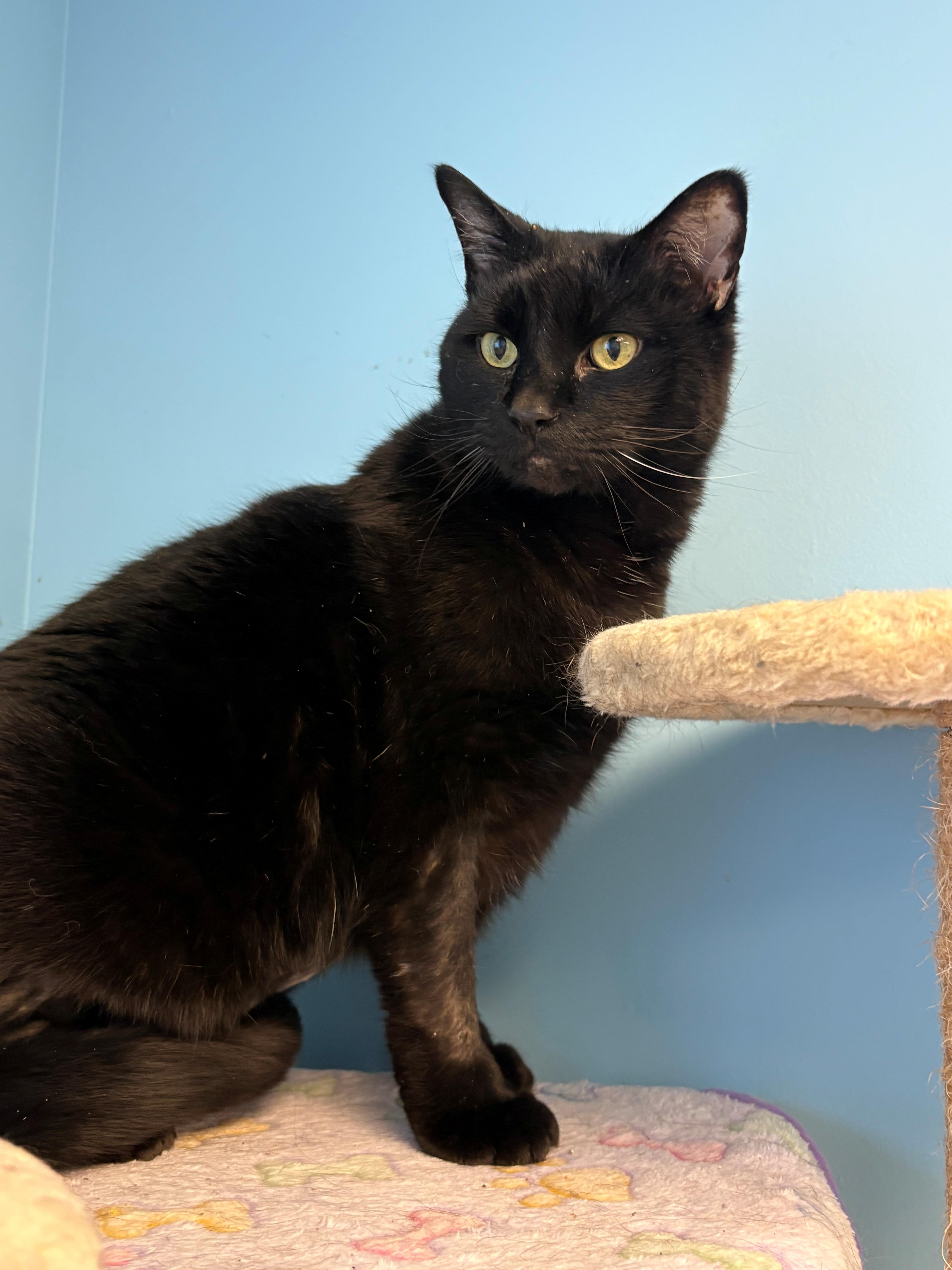 Enlarge Stan & Lydia, an adopted Domestic Short Hair in Kingston, MA image 5/5