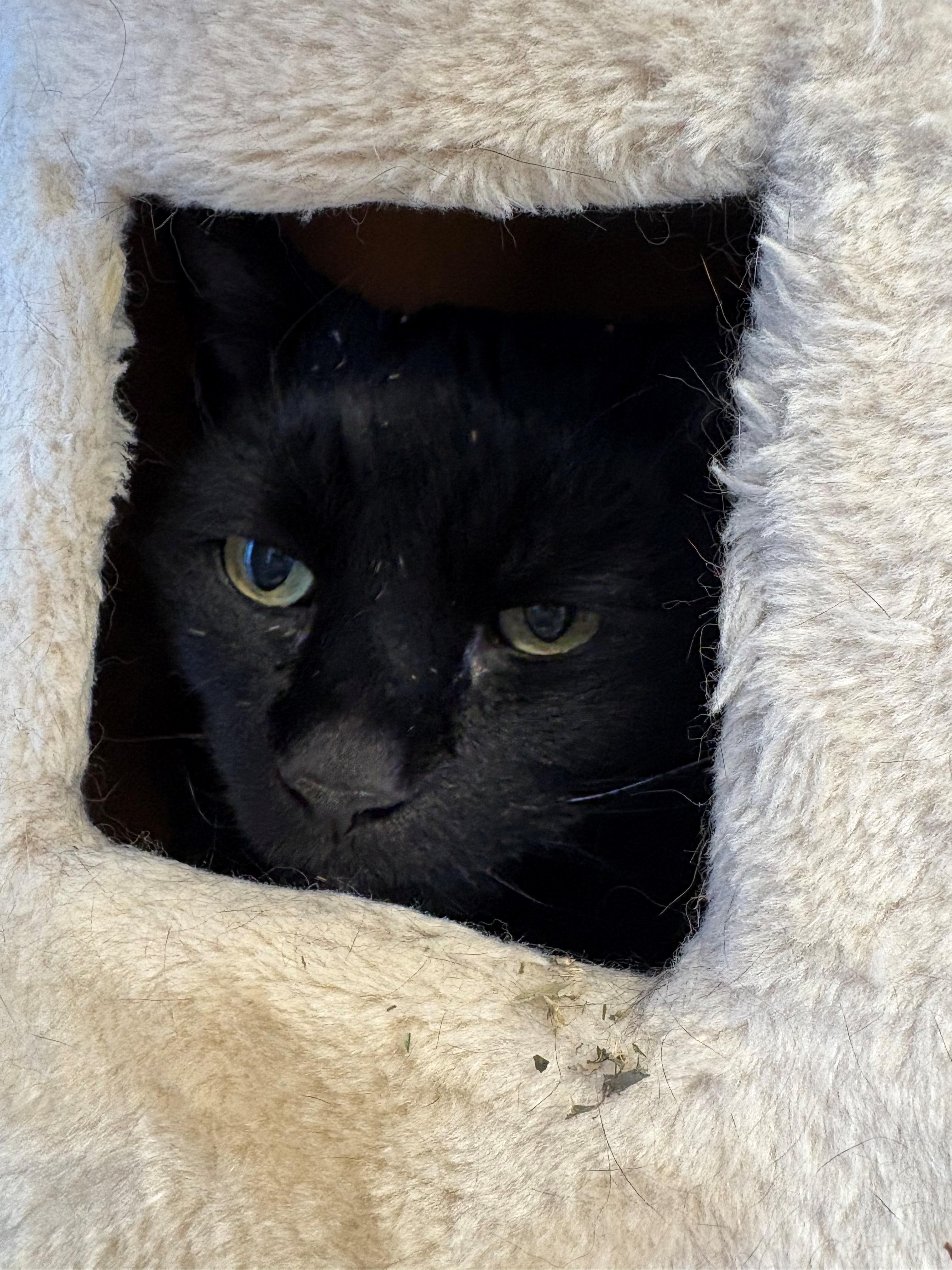 Enlarge Stan & Lydia, an adopted Domestic Short Hair in Kingston, MA image 3/5