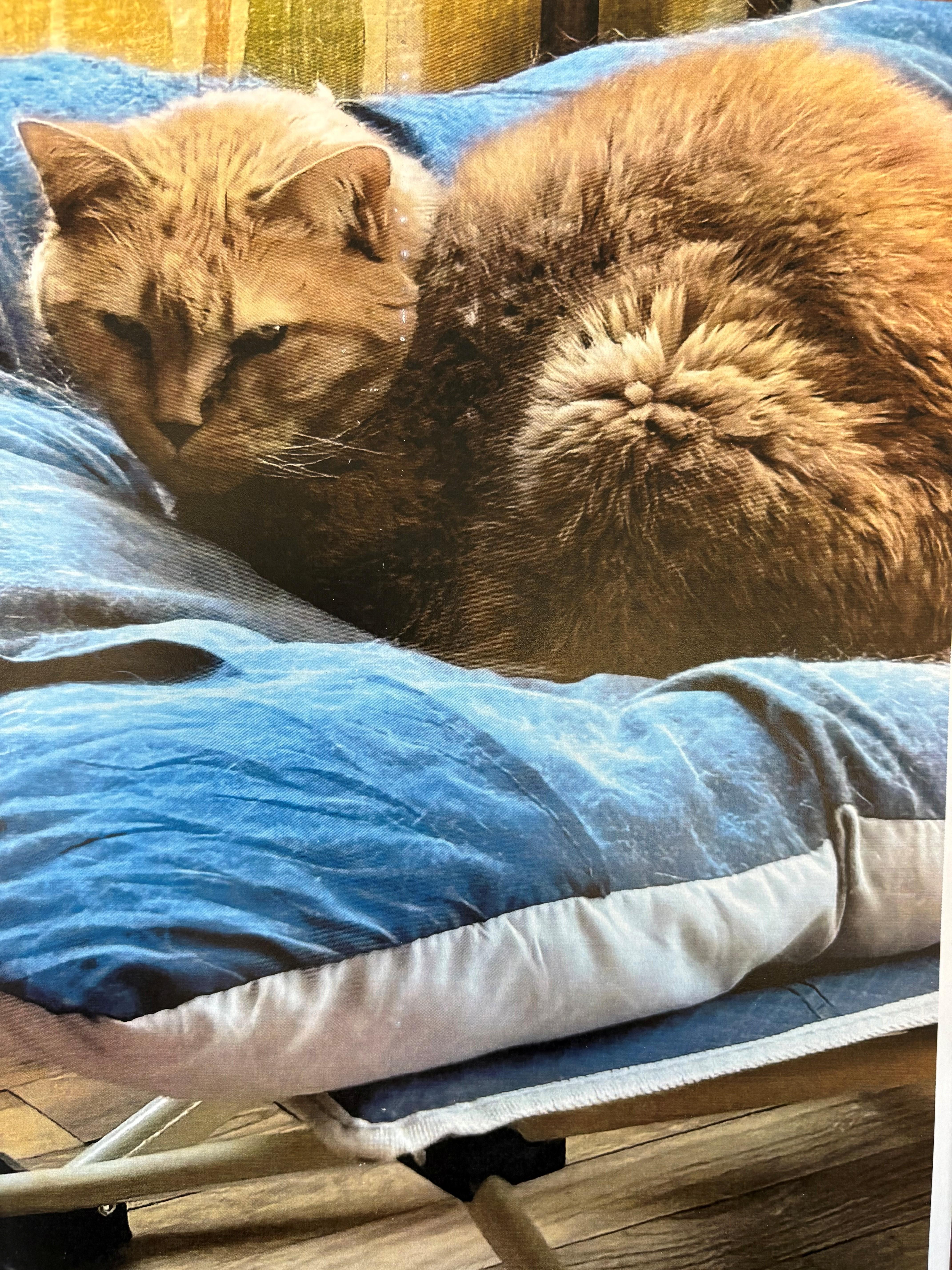 Enlarge Stan & Lydia, an adopted Domestic Short Hair in Kingston, MA image 2/5