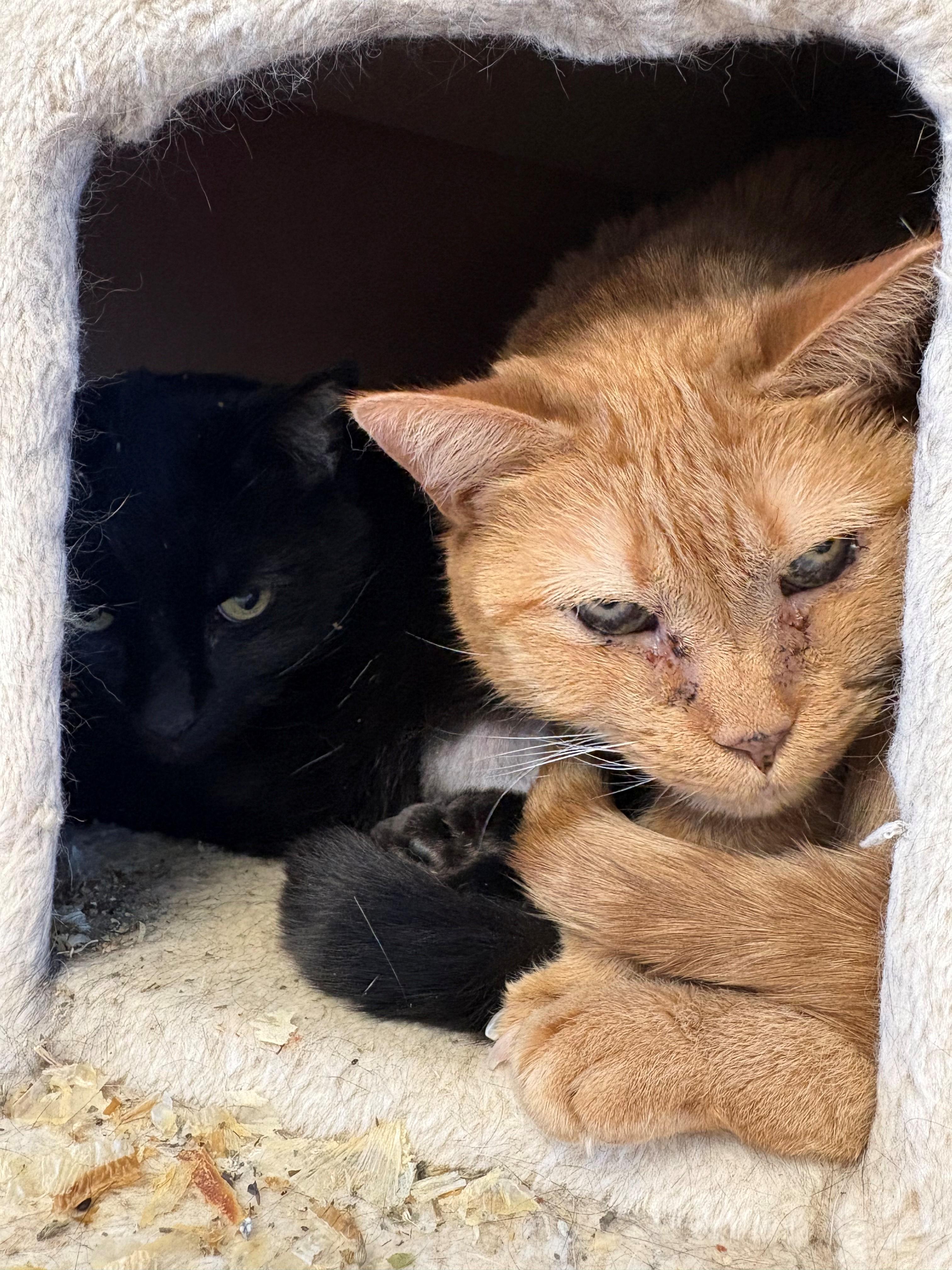 Stan & Lydia, adopted, Senior Female Domestic Short Hair.
