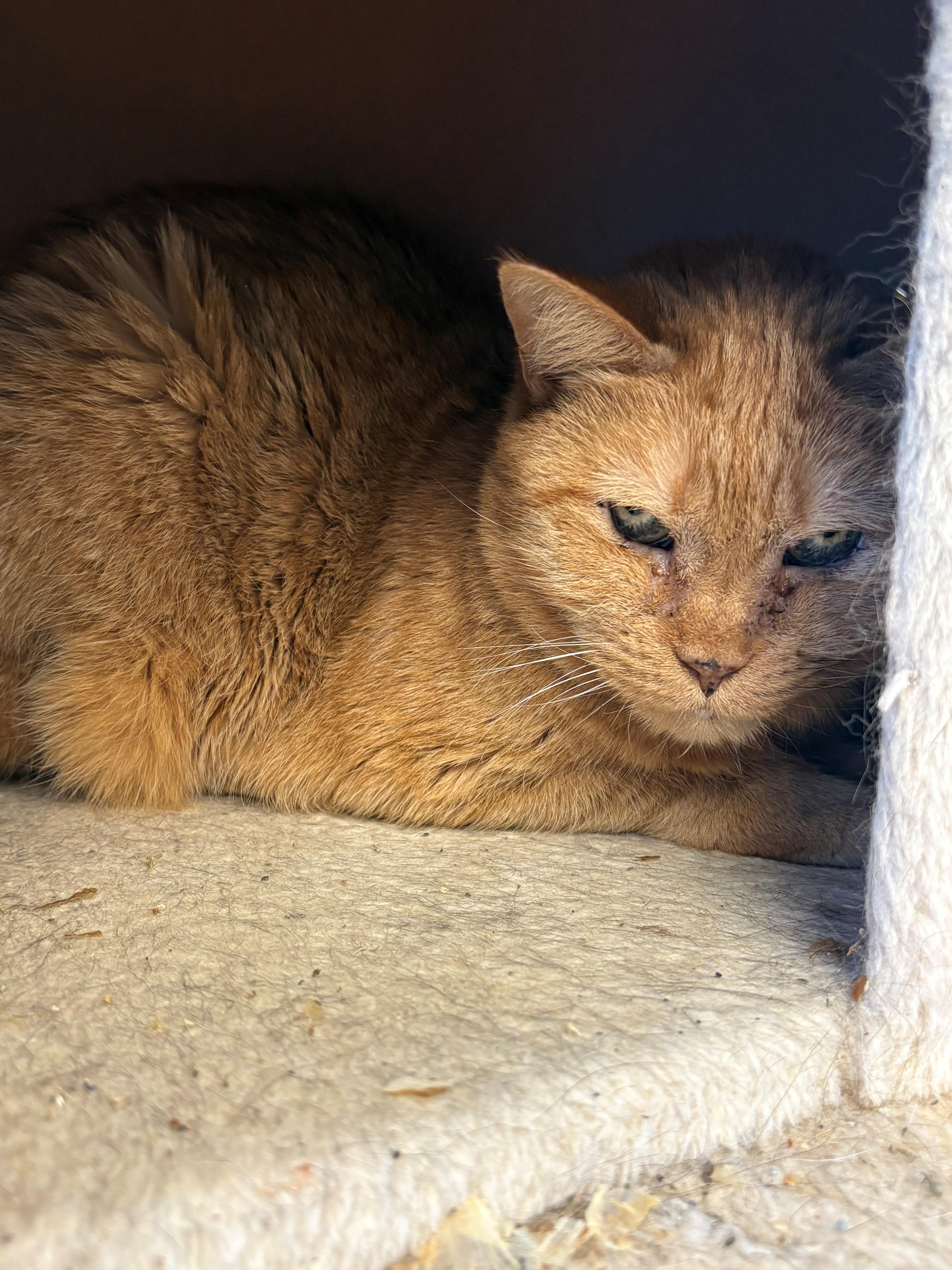 Enlarge Stan & Lydia, an adopted Domestic Short Hair in Kingston, MA image 4/5