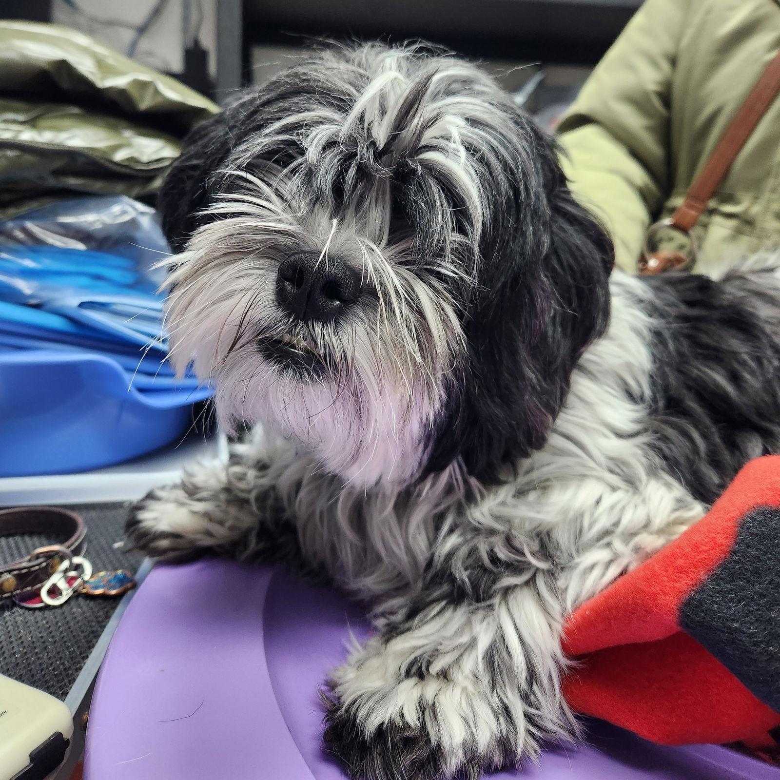 Enlarge Benson, a Adoptable mixed breed in Fargo, ND image 3/3