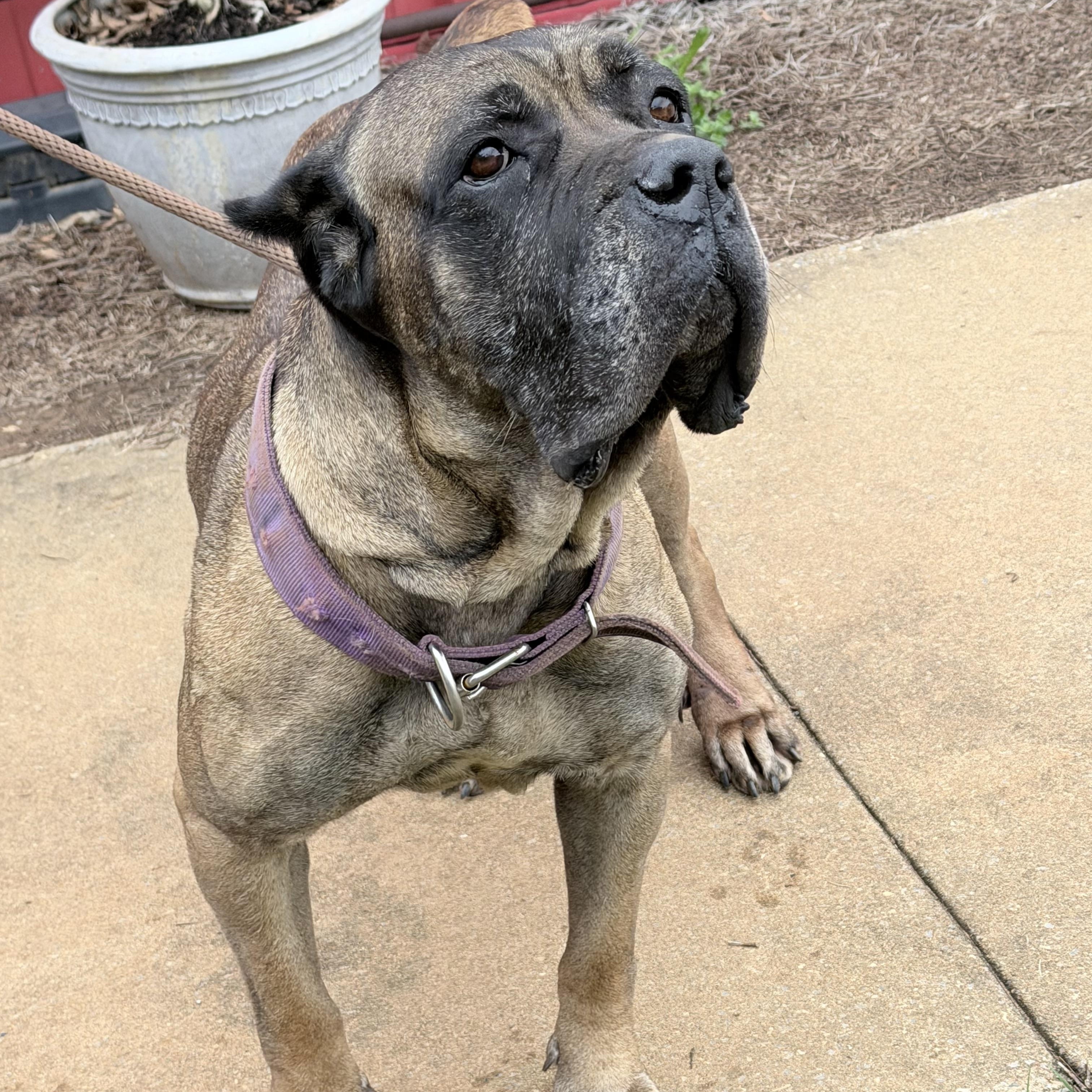 Bernadette - the Ambulleo Mastiff, ADOPTABLE, Adult Female Mastiff.