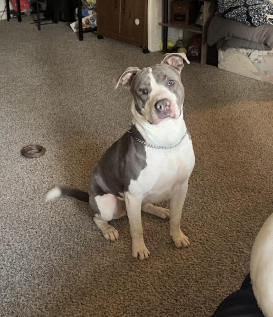 Hazel , ADOPTABLE, Adult Female American Staffordshire Terrier & American Bulldog.