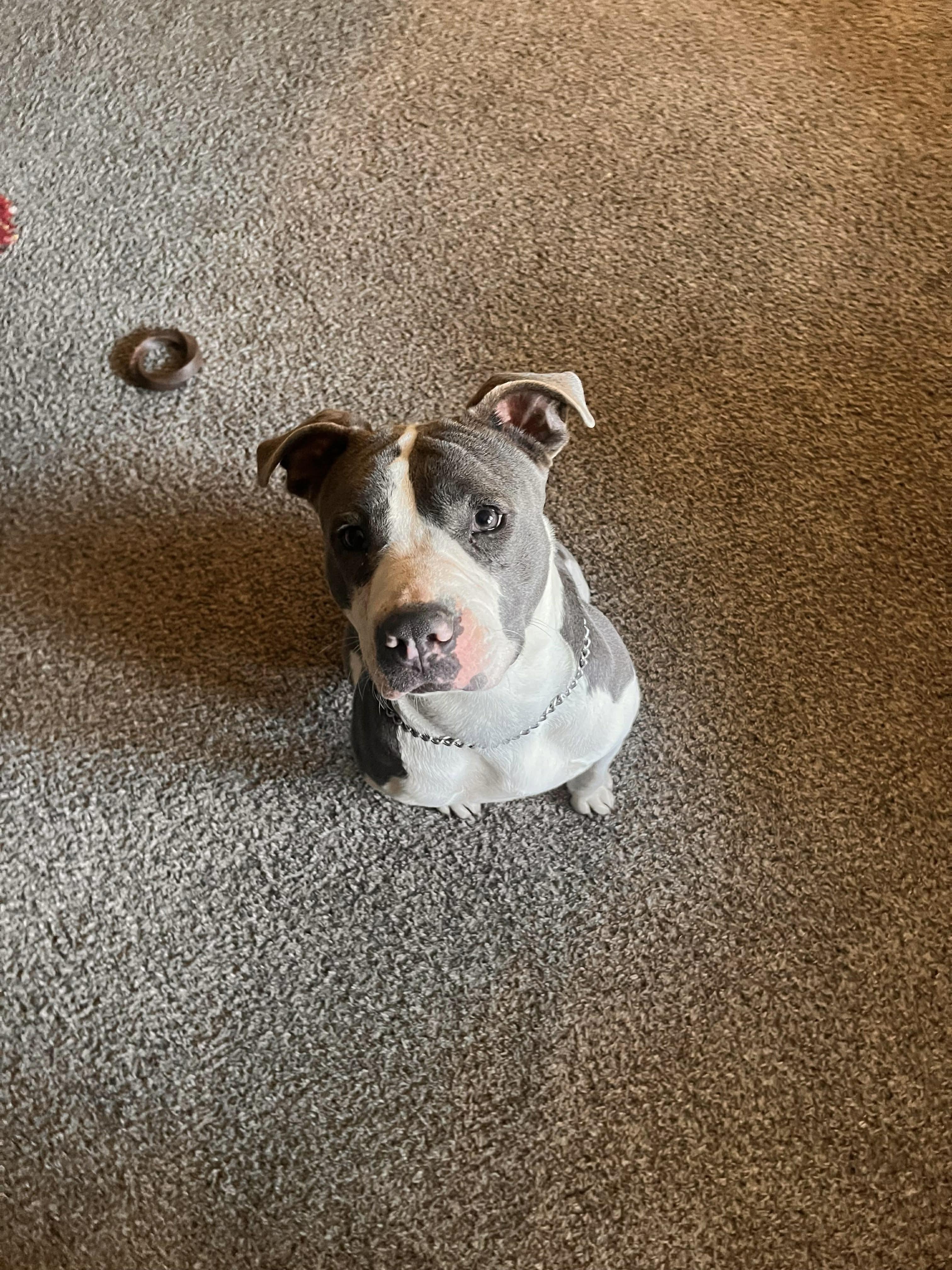 Enlarge Hazel , a ADOPTABLE mixed breed in Watertown, CT image 5/6