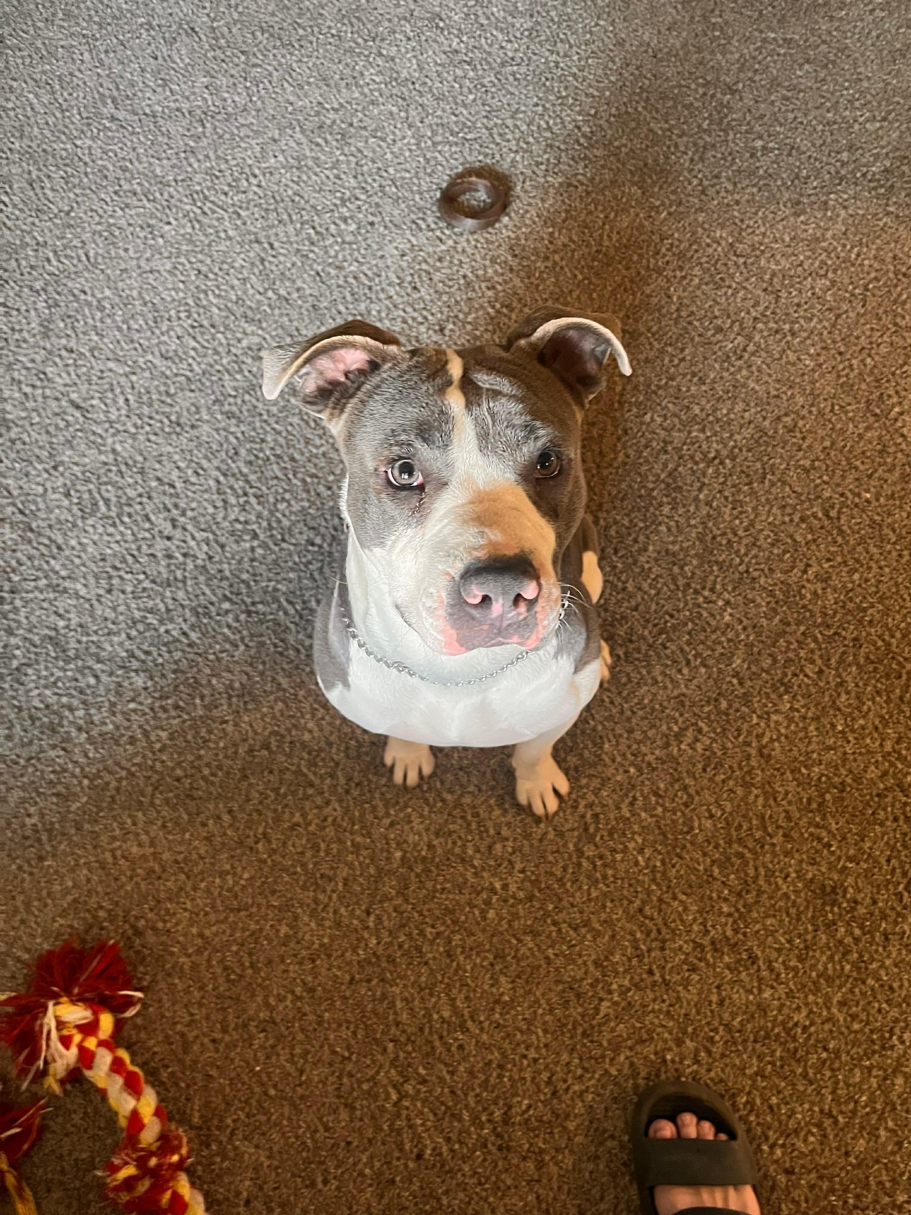 Enlarge Hazel , a ADOPTABLE mixed breed in Watertown, CT image 6/6