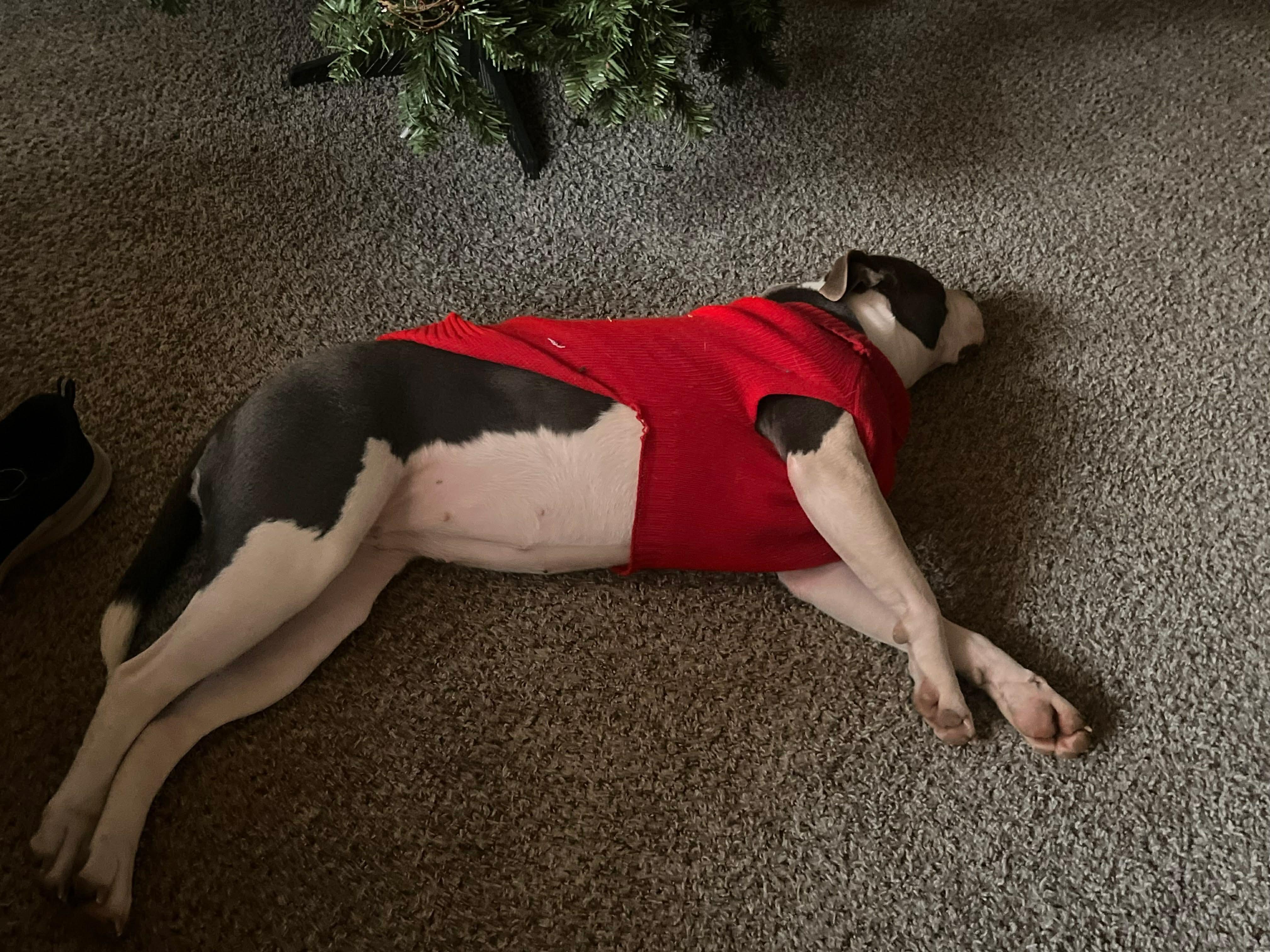 Enlarge Hazel , a ADOPTABLE mixed breed in Watertown, CT image 4/6