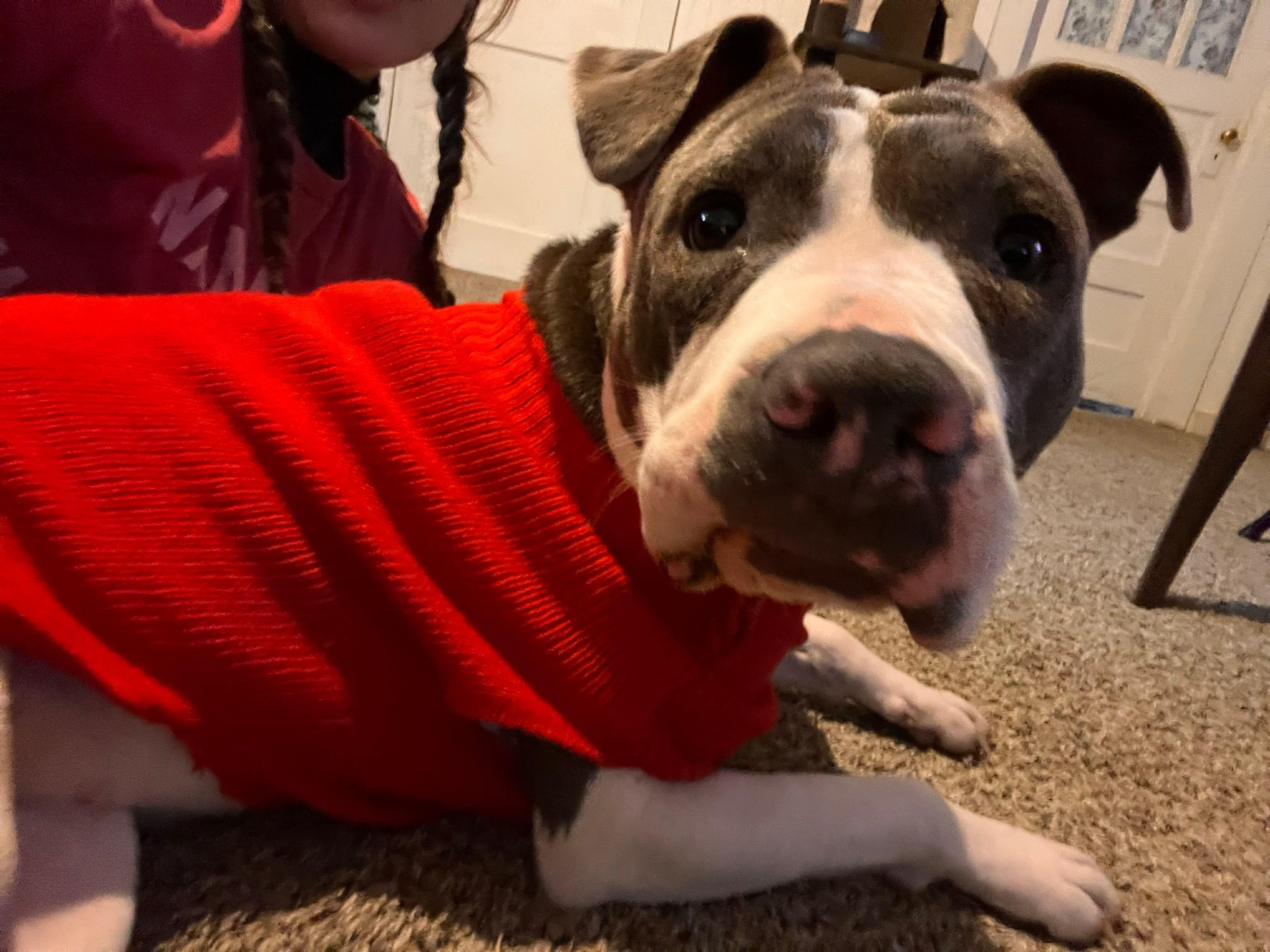 Enlarge Hazel , a ADOPTABLE mixed breed in Watertown, CT image 2/6