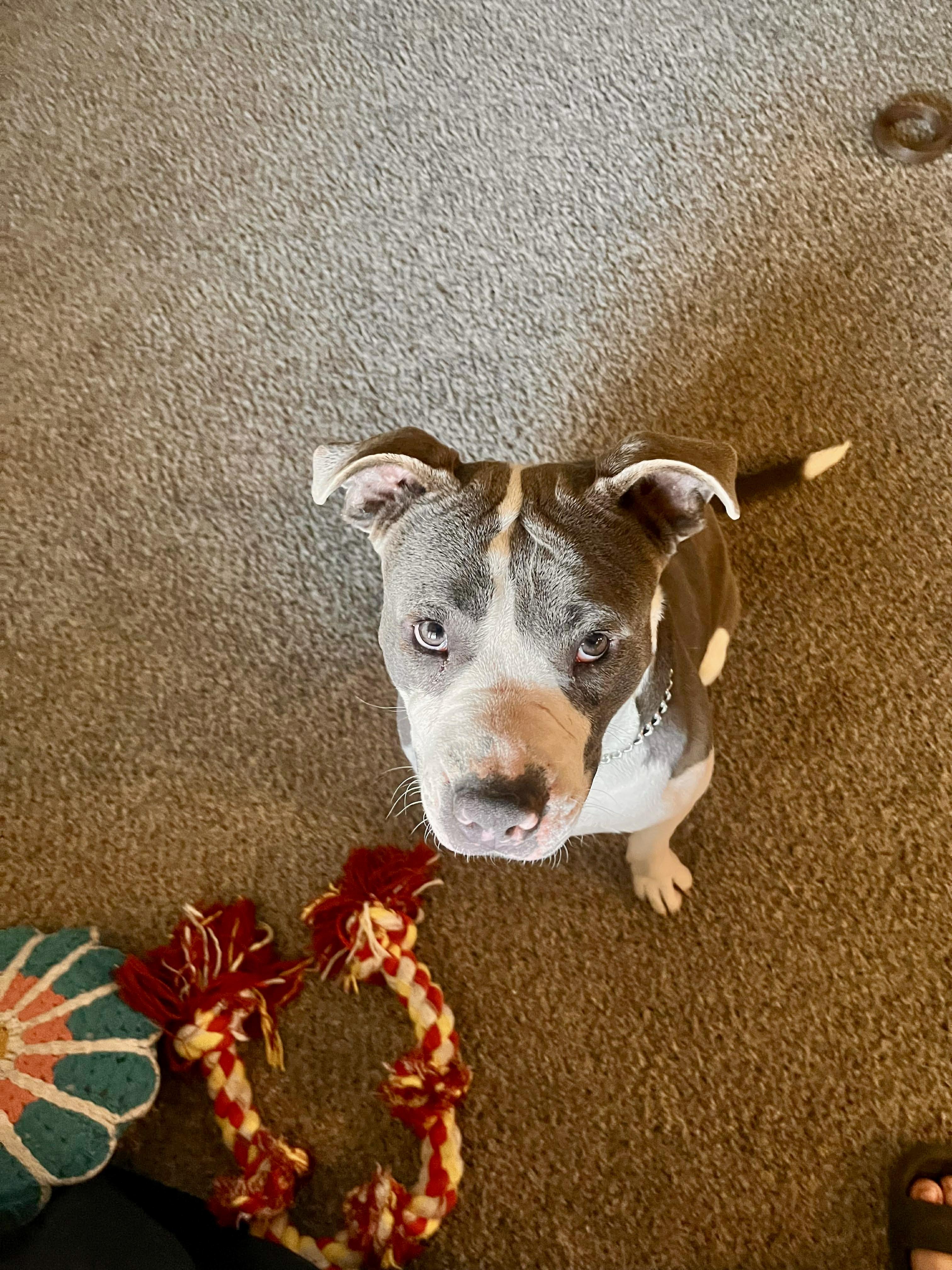 Enlarge Hazel , a ADOPTABLE mixed breed in Watertown, CT image 3/6