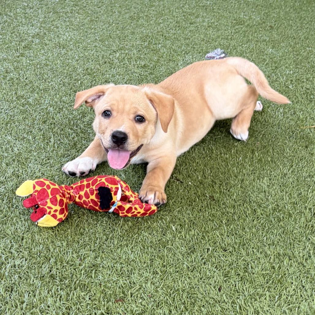 Enlarge BOOMERANG, a Adoptable mixed breed in Wellington, FL image 1/3