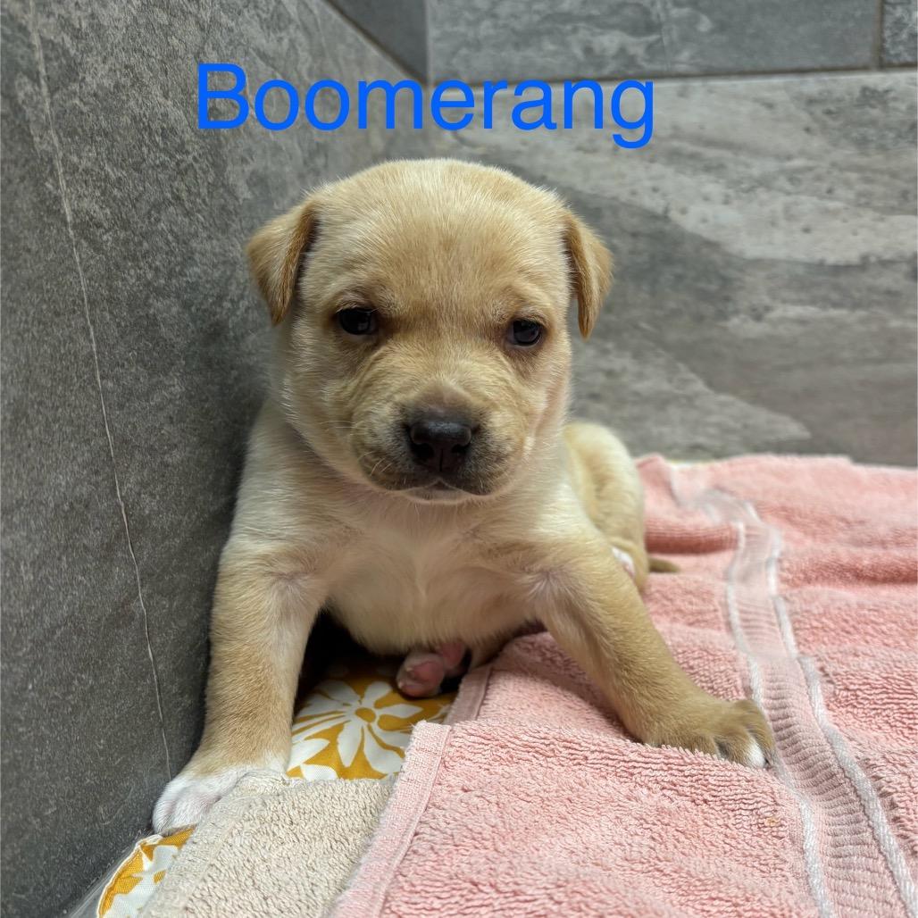 Enlarge BOOMERANG, a Adoptable mixed breed in Wellington, FL image 2/3