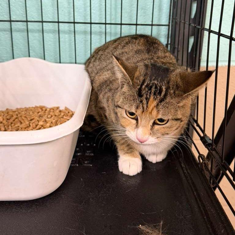 Enlarge Juliet, a Adoptable Domestic Short Hair in Gadsden, AL image 1/1