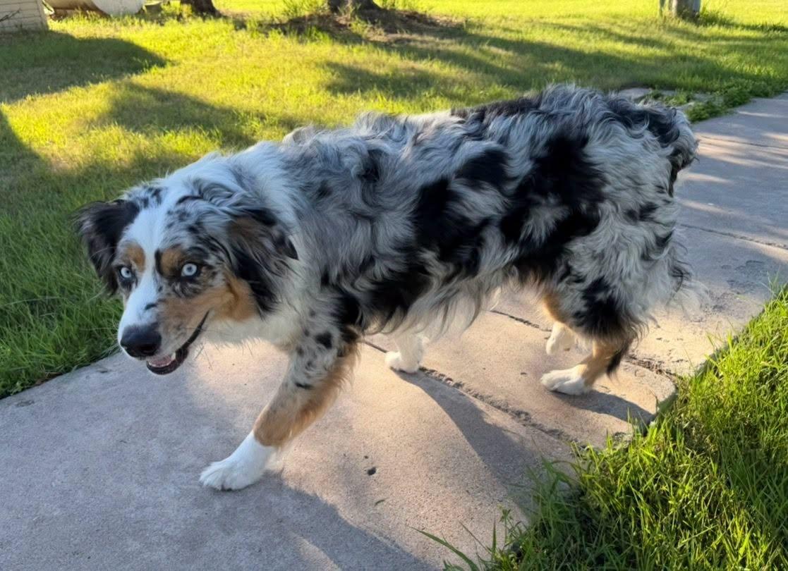 Ruger, a ADOPTABLE Australian Shepherd in Elk River, MN image 1/3