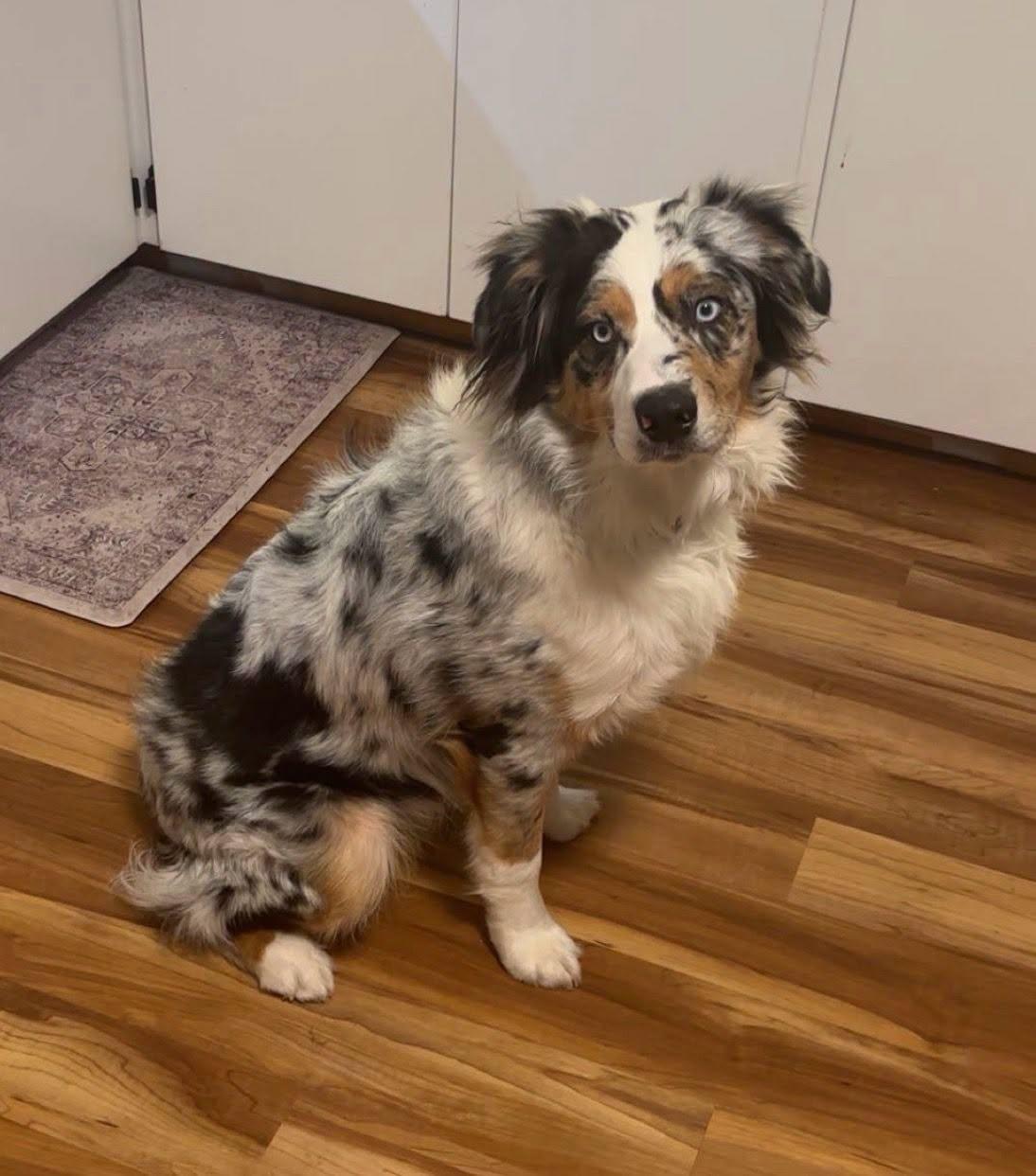 Ruger, a ADOPTABLE Australian Shepherd in Elk River, MN image 2/3