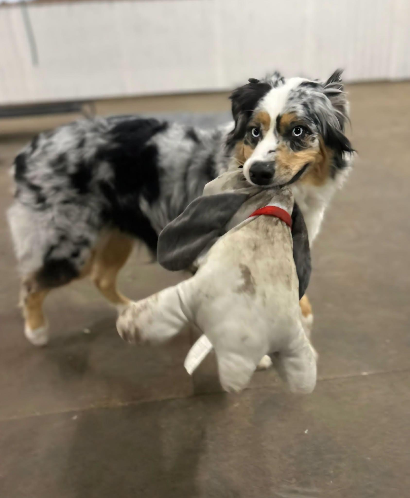 Ruger, a ADOPTABLE Australian Shepherd in Elk River, MN image 3/3