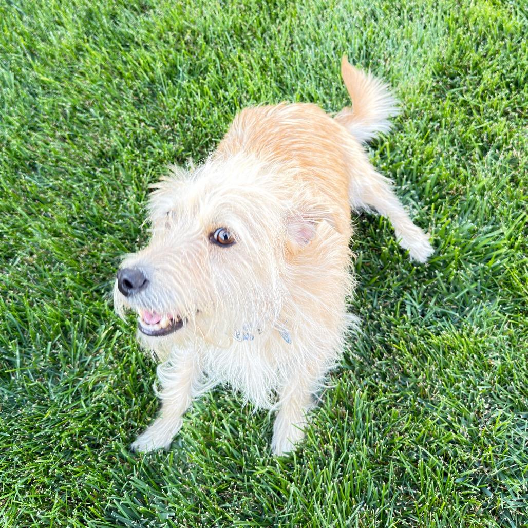 Milo, Adoptable, Adult Male Miniature Poodle & Chihuahua.