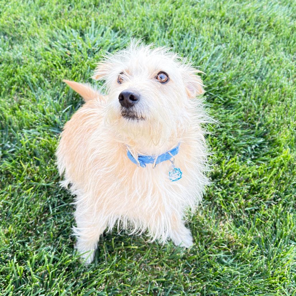 Enlarge Milo, a Adoptable mixed breed in Cashmere, WA image 2/3