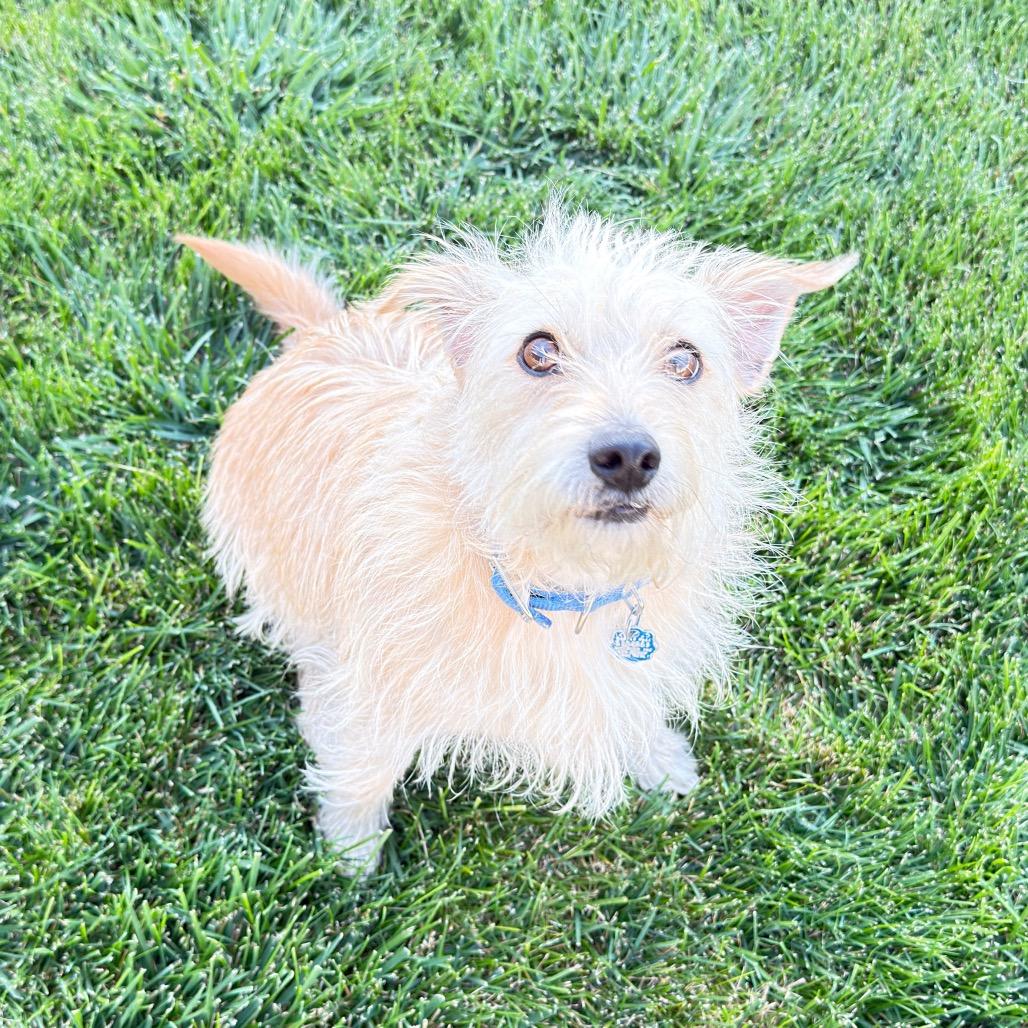 Enlarge Milo, a Adoptable mixed breed in Cashmere, WA image 3/3