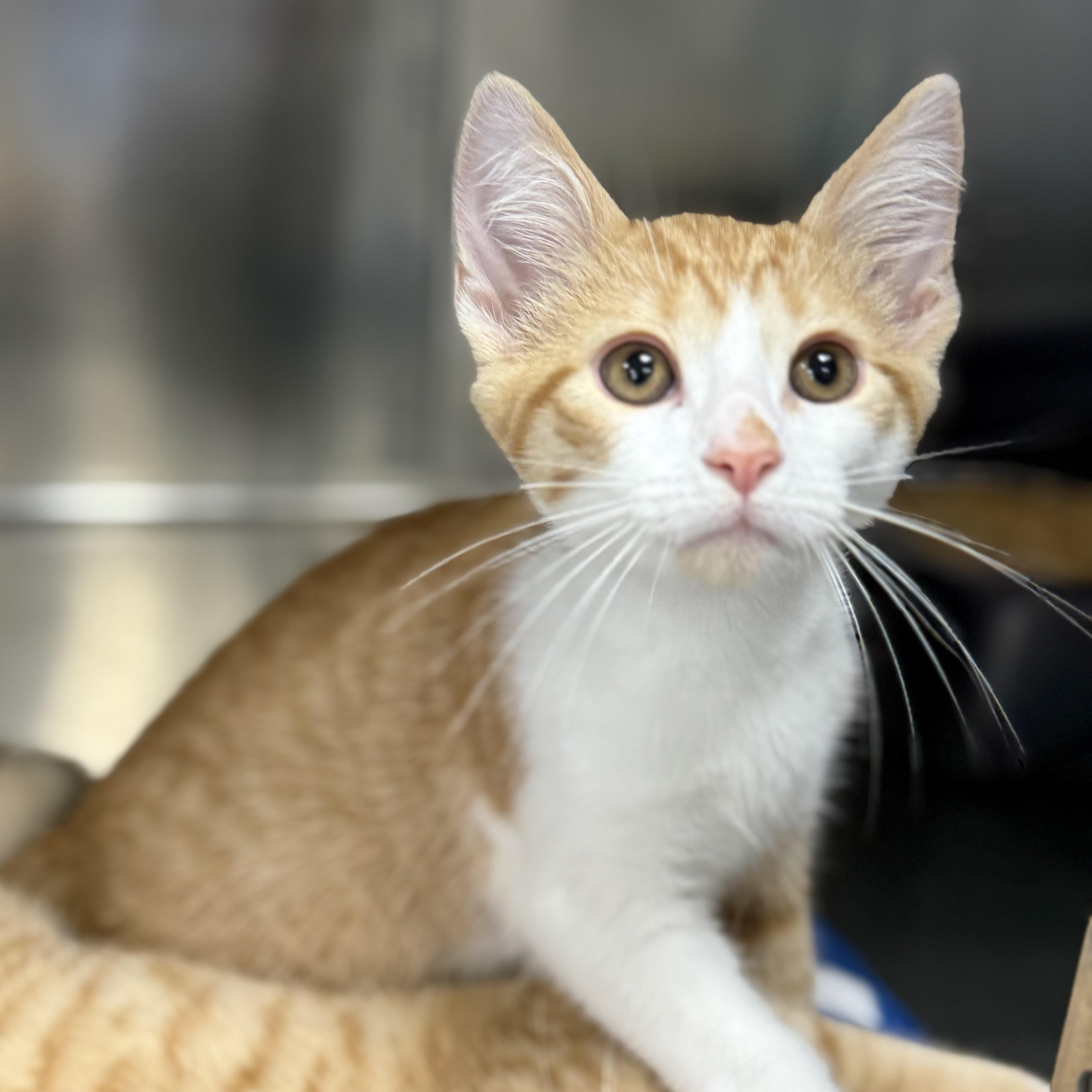 Limerick, Adoptable, Kitten Male Domestic Short Hair.