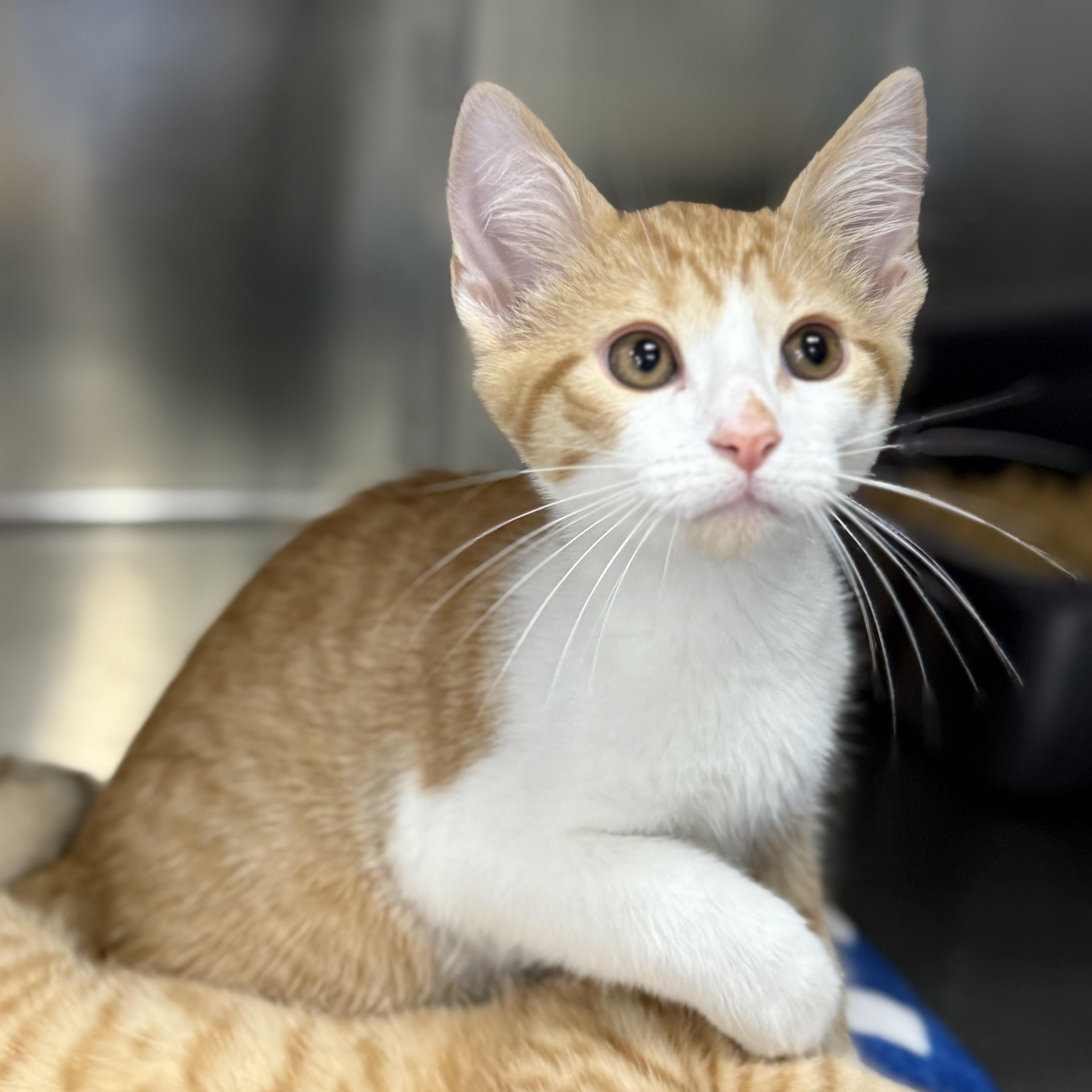 Enlarge Limerick, a Adoptable Domestic Short Hair in Collierville, TN image 2/2