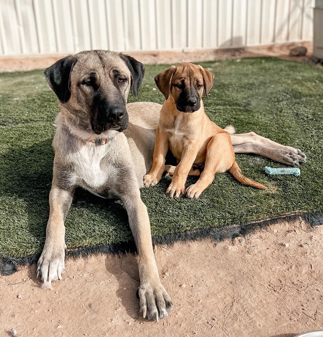 Eloise, Adoptable, Adult Female Anatolian Shepherd.