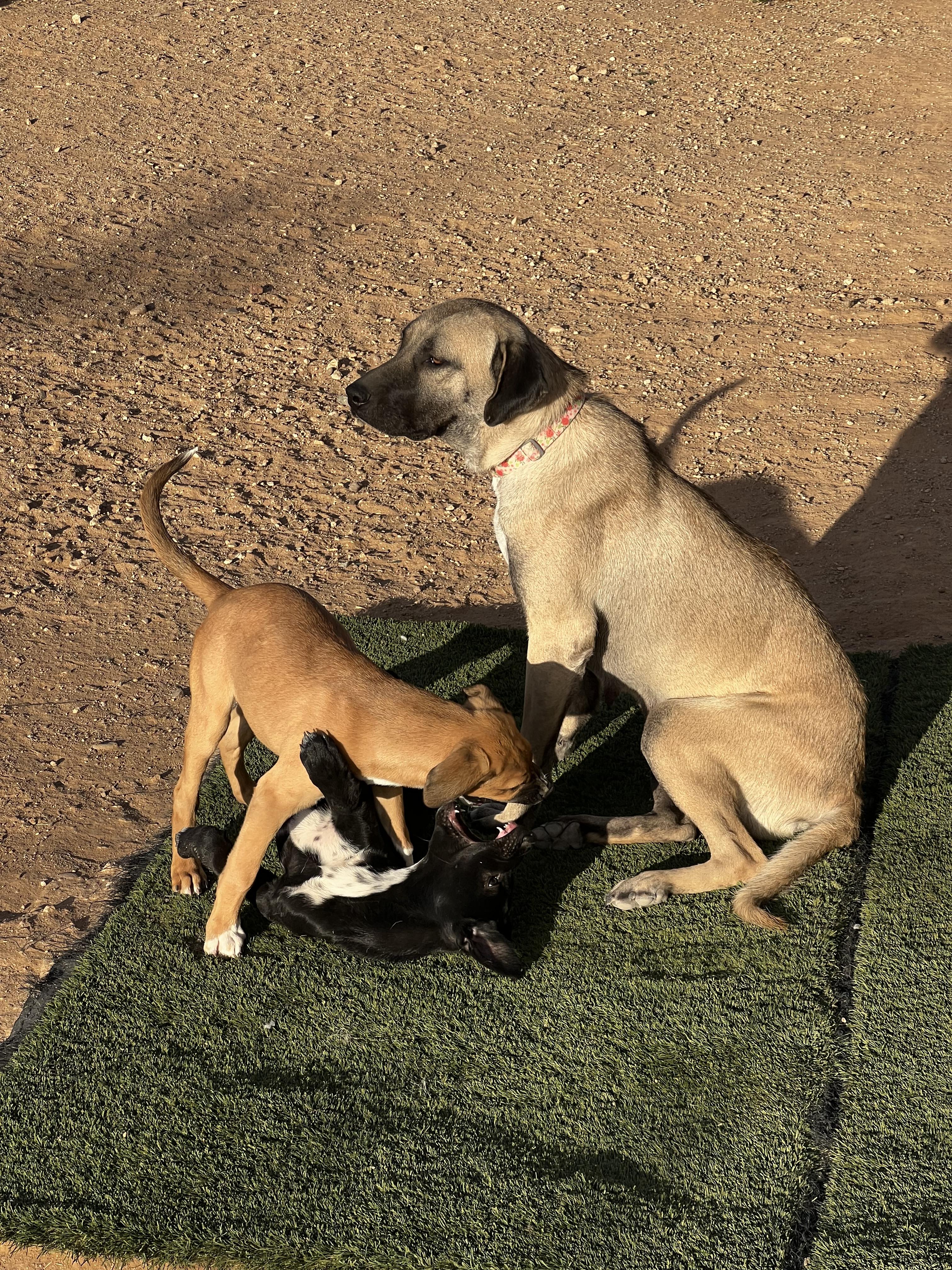 Enlarge Eloise, a Adoptable Anatolian Shepherd in Tucson, AZ image 2/6