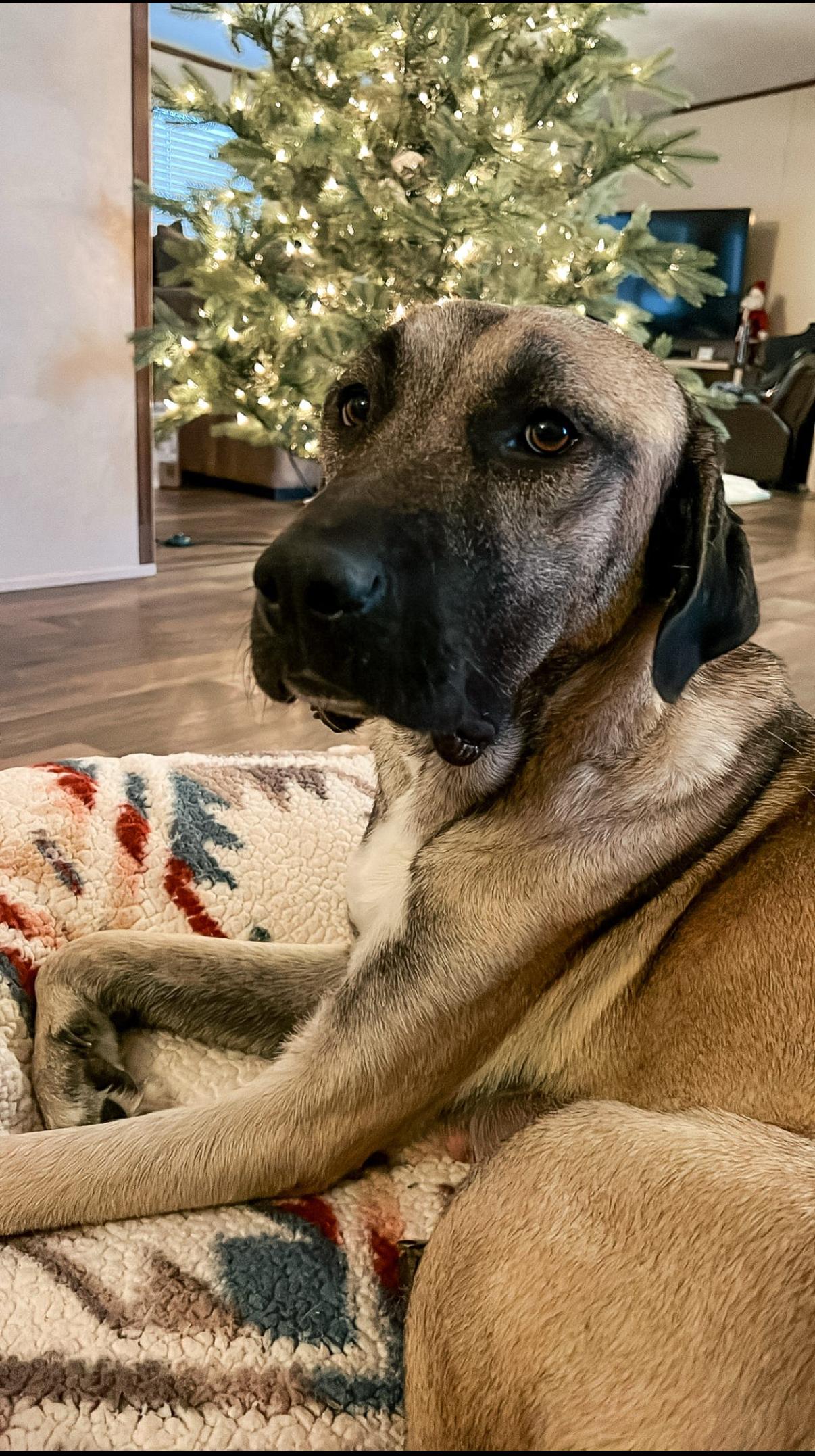 Enlarge Eloise, a Adoptable Anatolian Shepherd in Tucson, AZ image 4/6