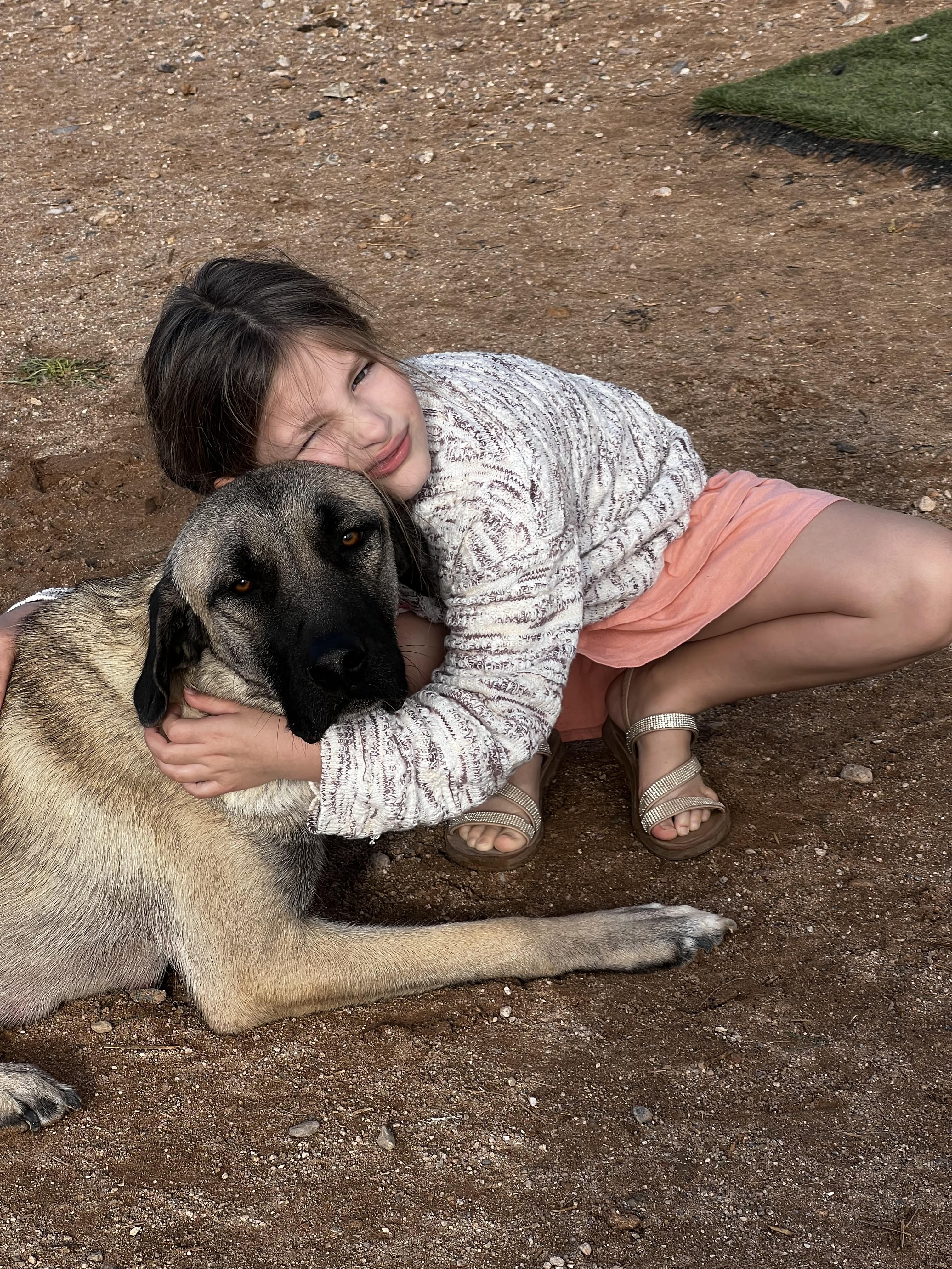 Enlarge Eloise, a Adoptable Anatolian Shepherd in Tucson, AZ image 3/6