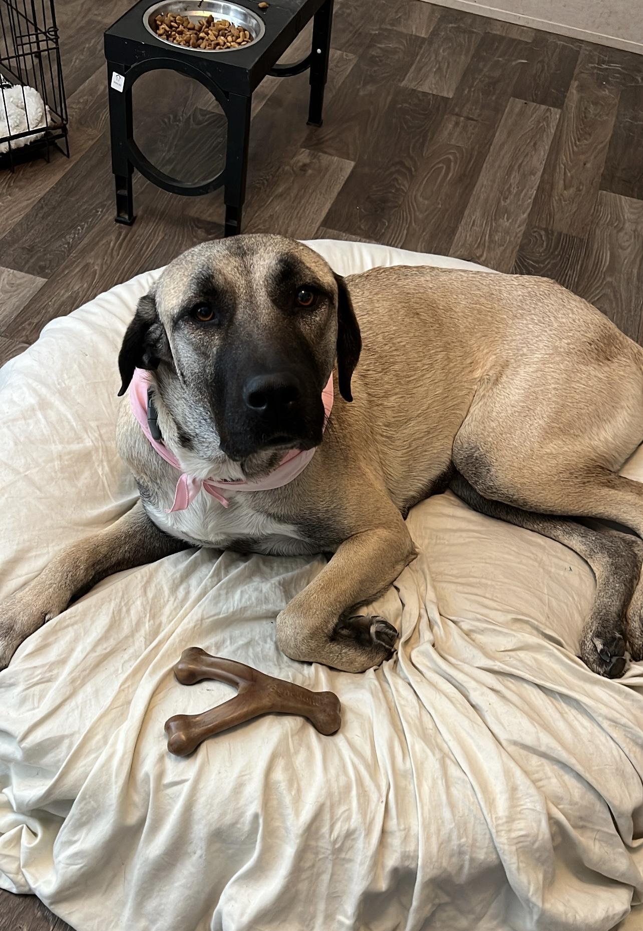 Enlarge Eloise, a Adoptable Anatolian Shepherd in Tucson, AZ image 4/6