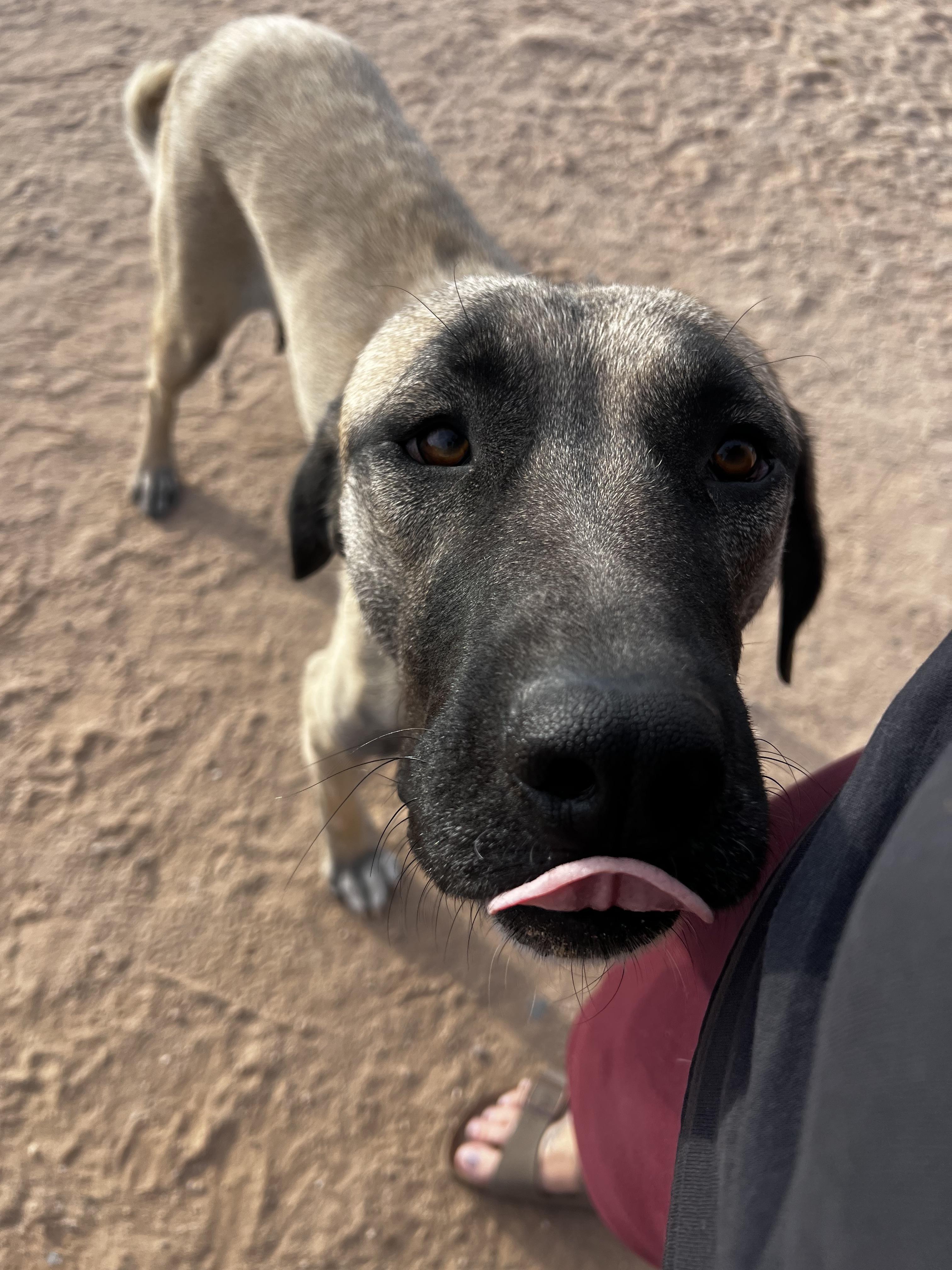 Enlarge Eloise, a Adoptable Anatolian Shepherd in Tucson, AZ image 5/6