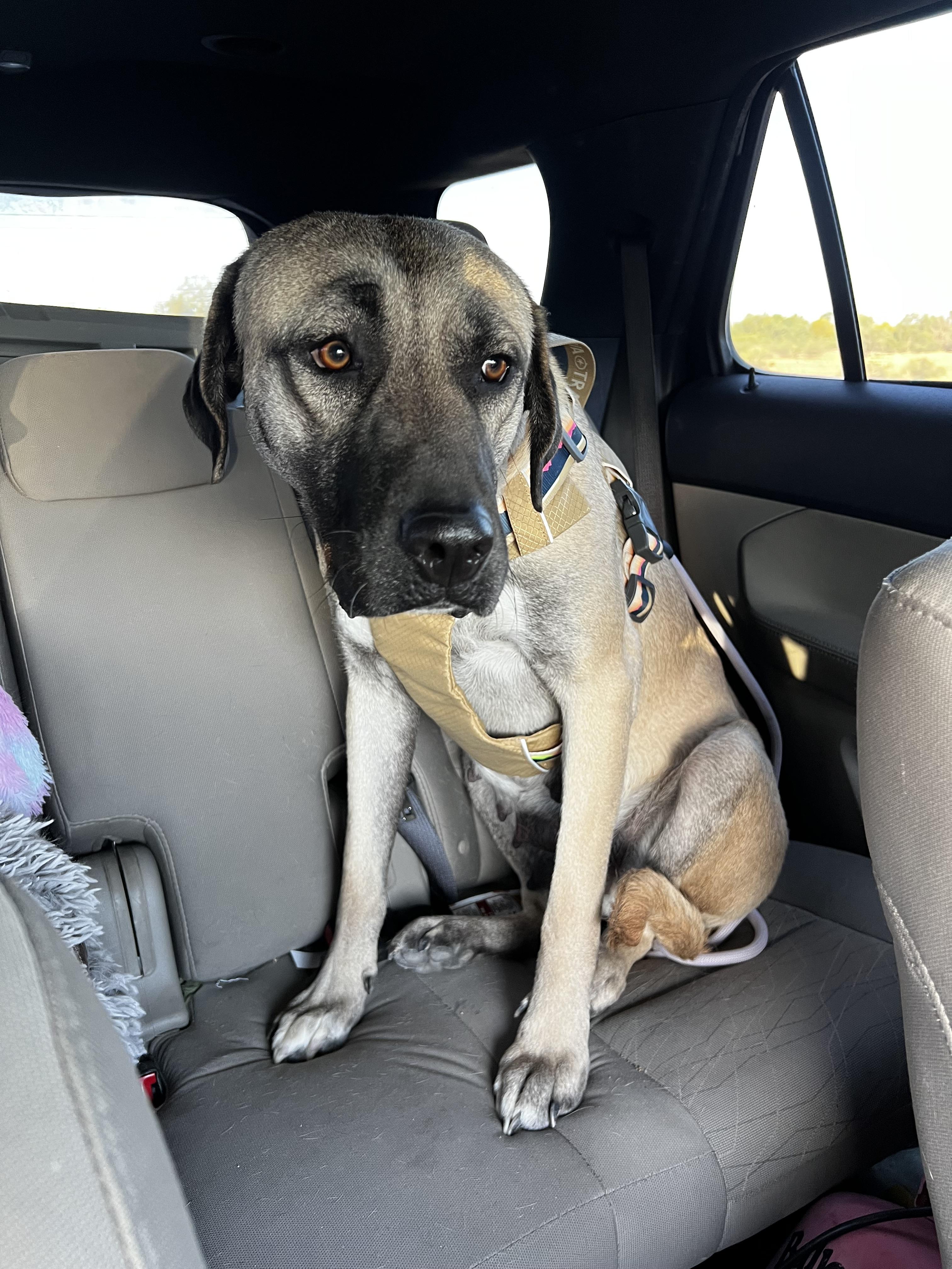 Enlarge Eloise, a Adoptable Anatolian Shepherd in Tucson, AZ image 6/6