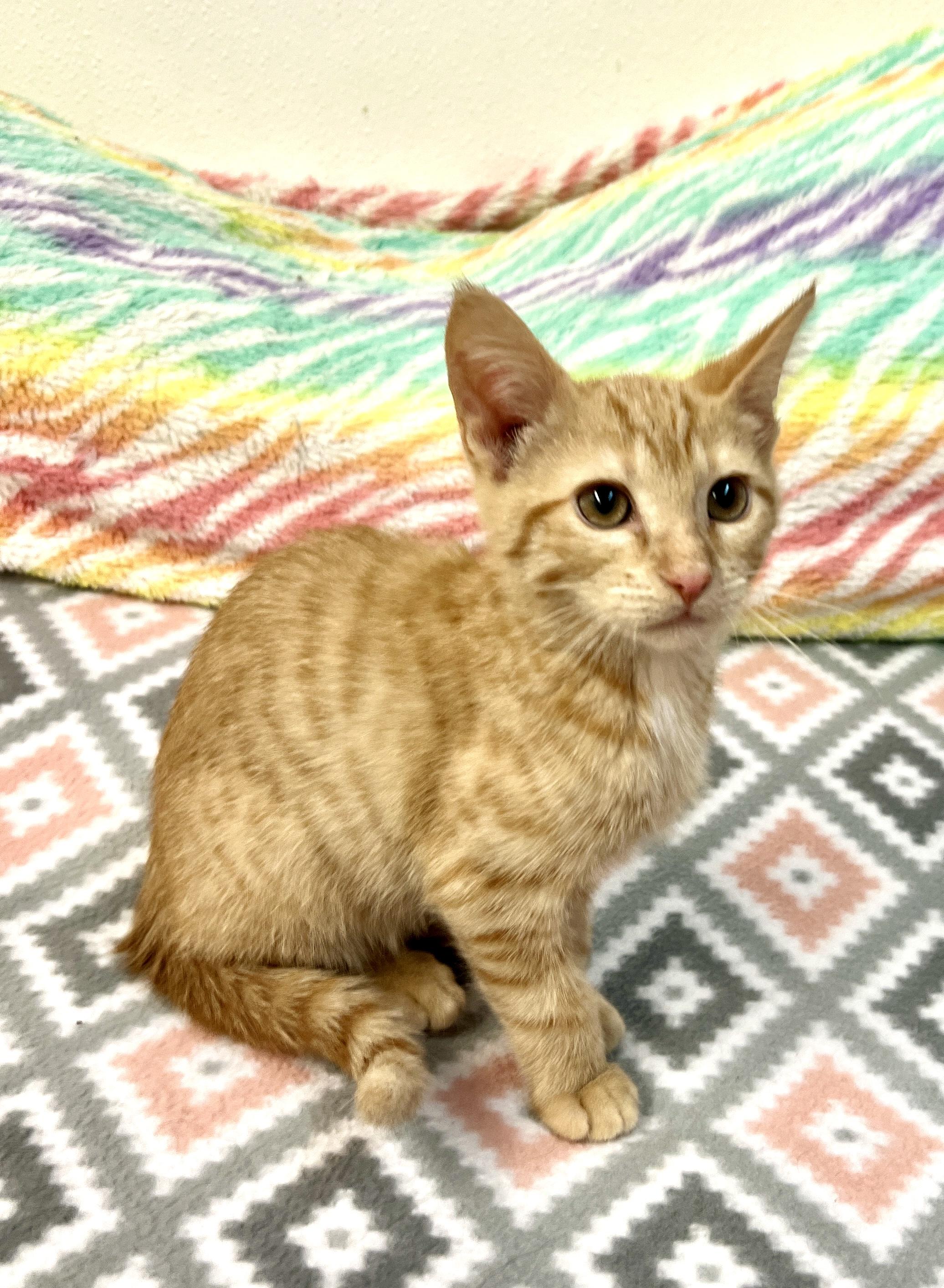 Garth, Baby Male Tabby